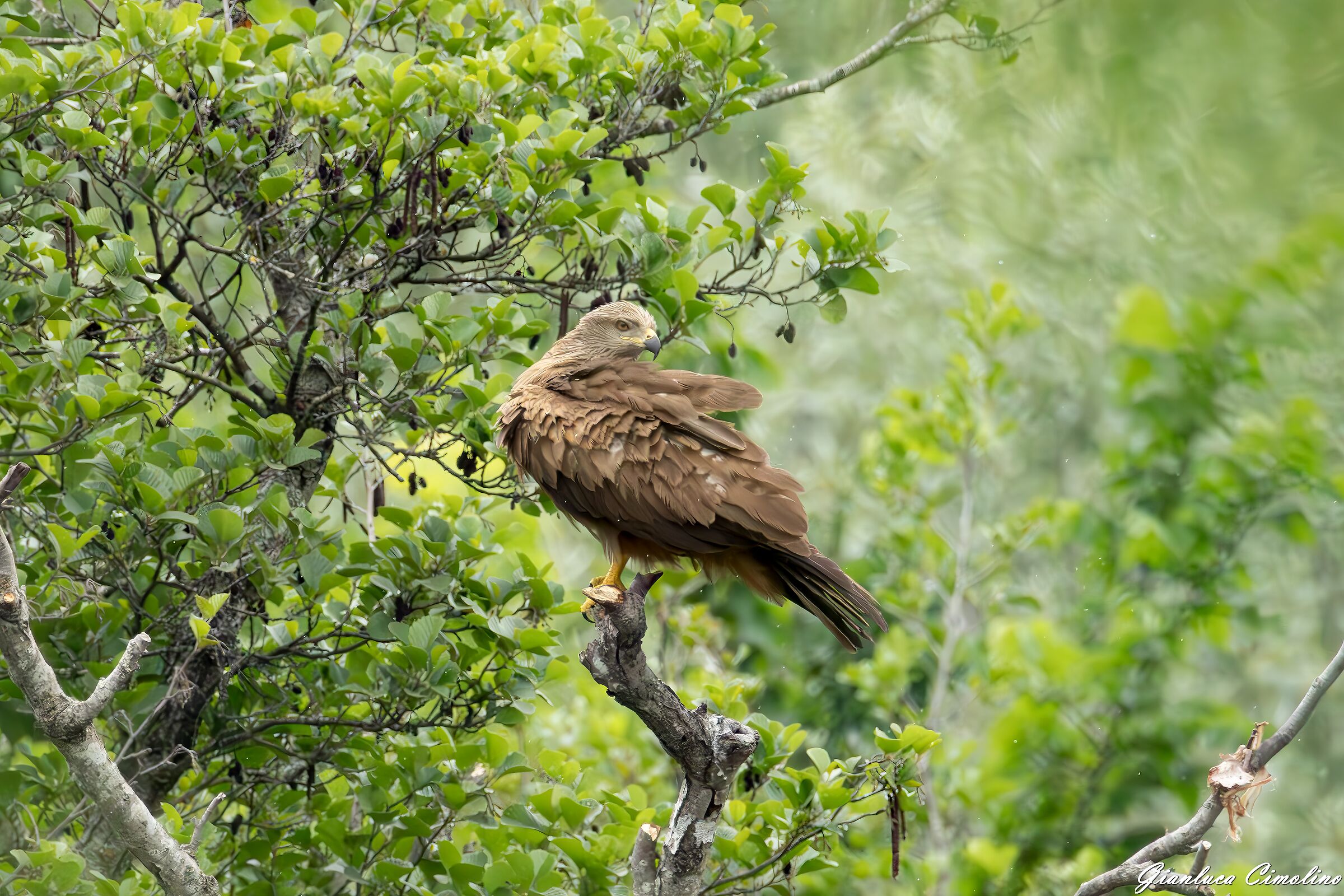 Nibbio Bruno, Milvus Migrans