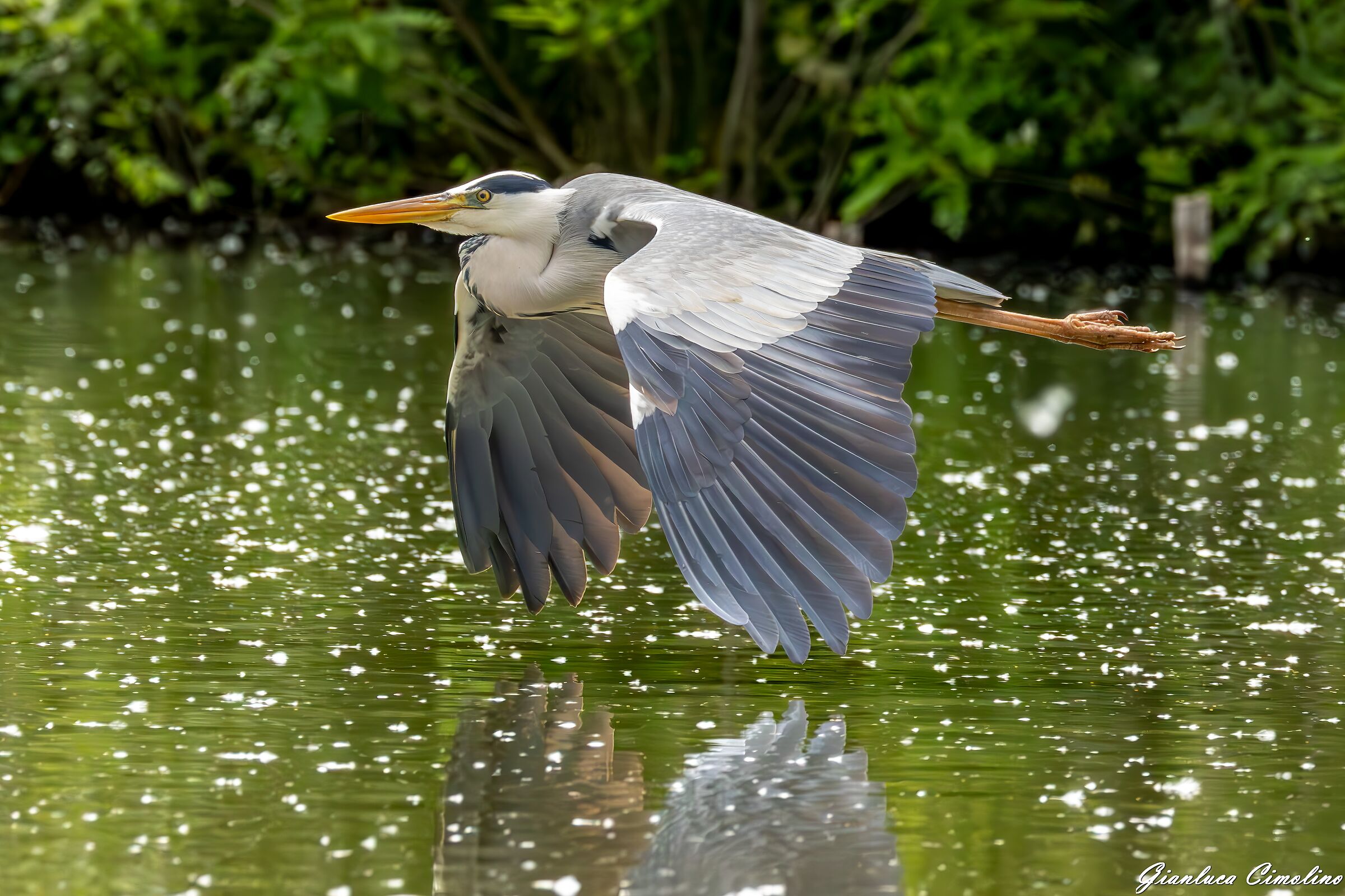 Grey Heron, Ardea Cinerea.