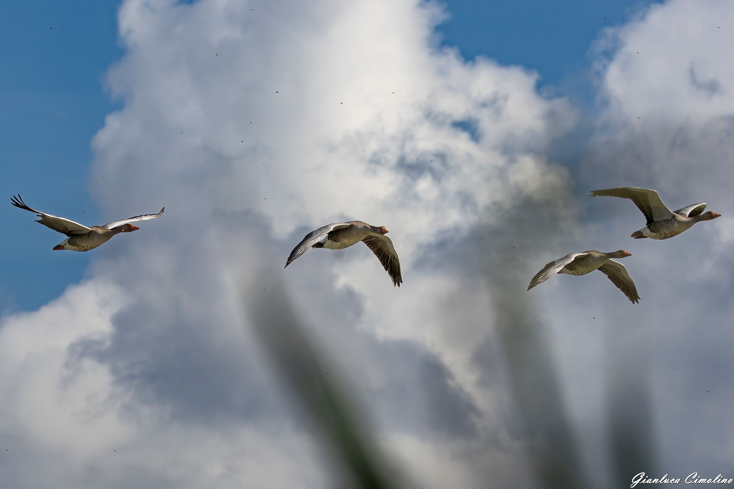 Oche selvatiche in volo in formazione, Anser Anser.