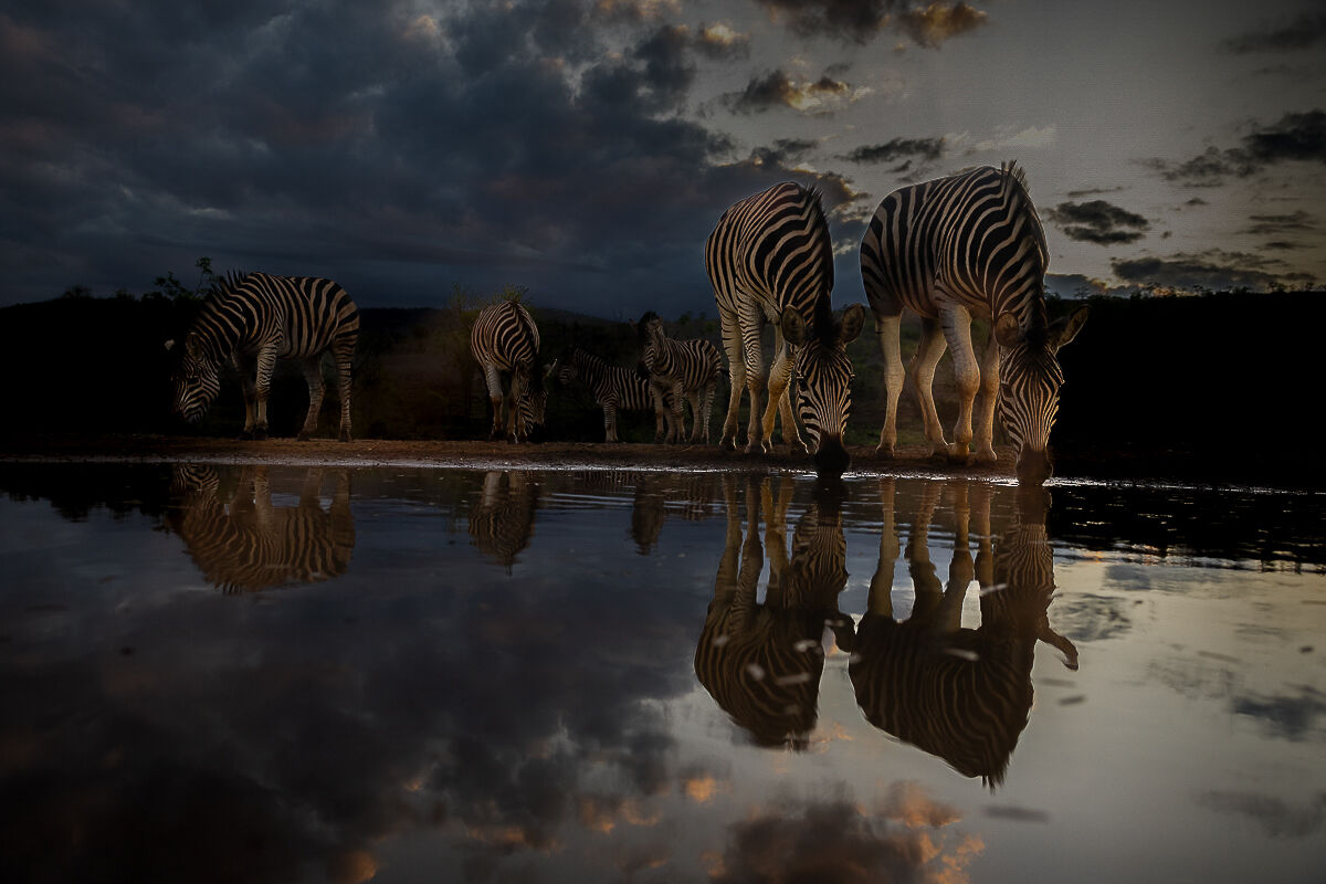 zebre all'abbeverata