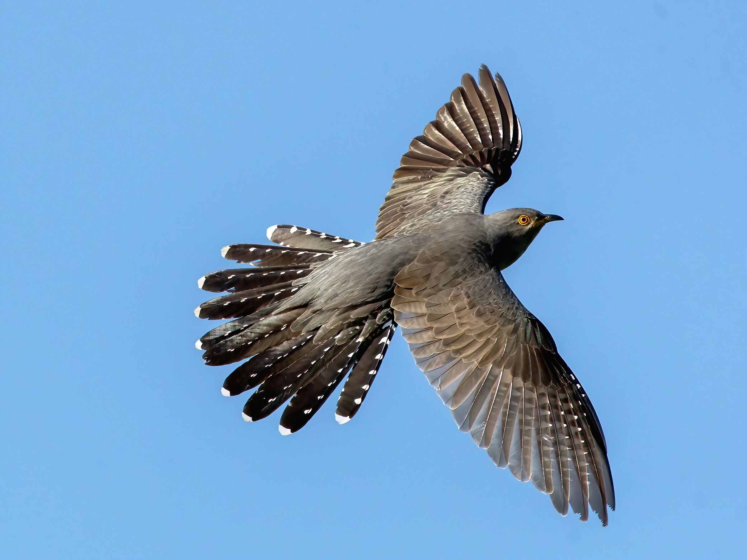 Cuculo (Cuculus canorus)