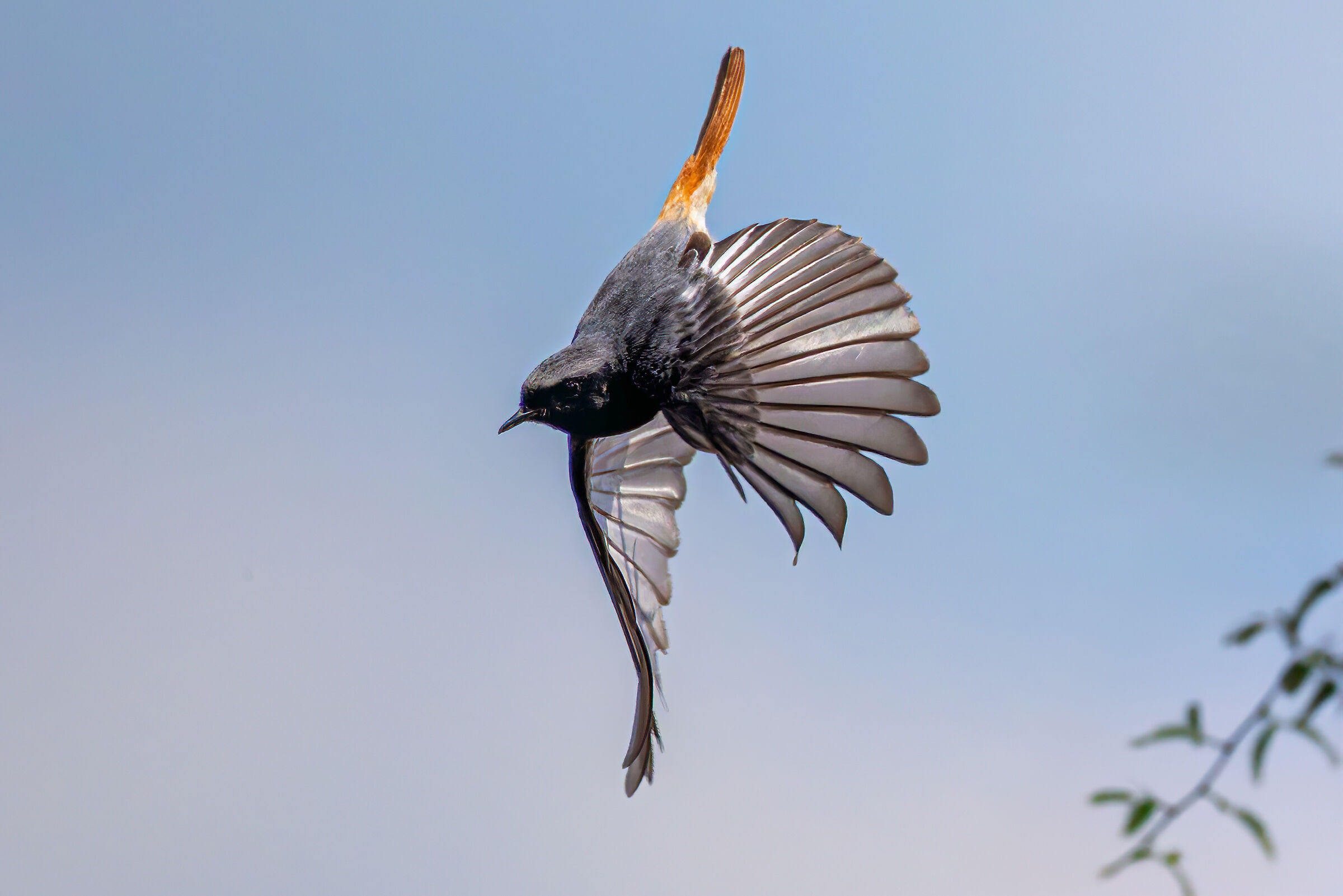 The flight of the chimney sweep