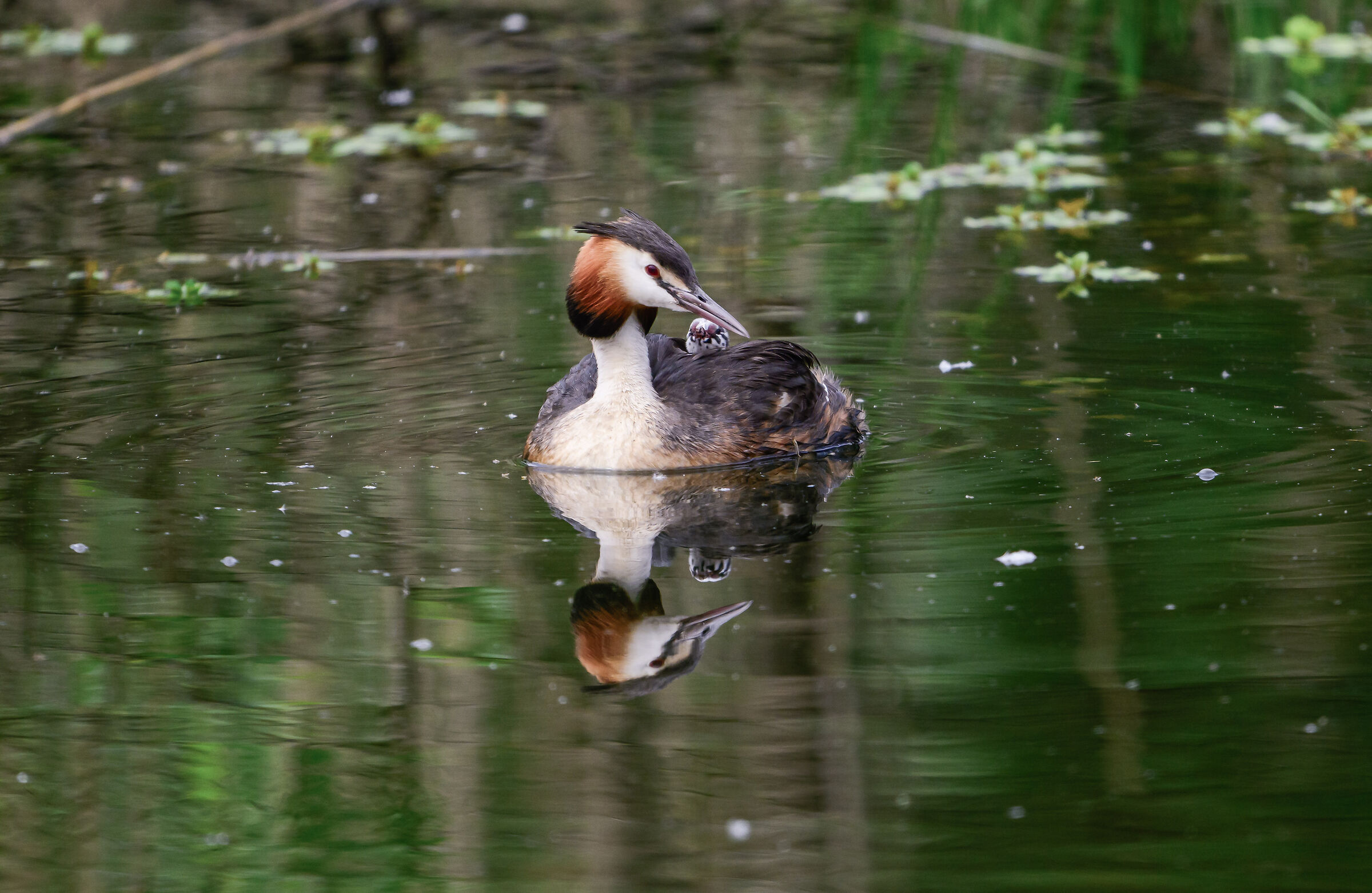Great crested grebe with pullet