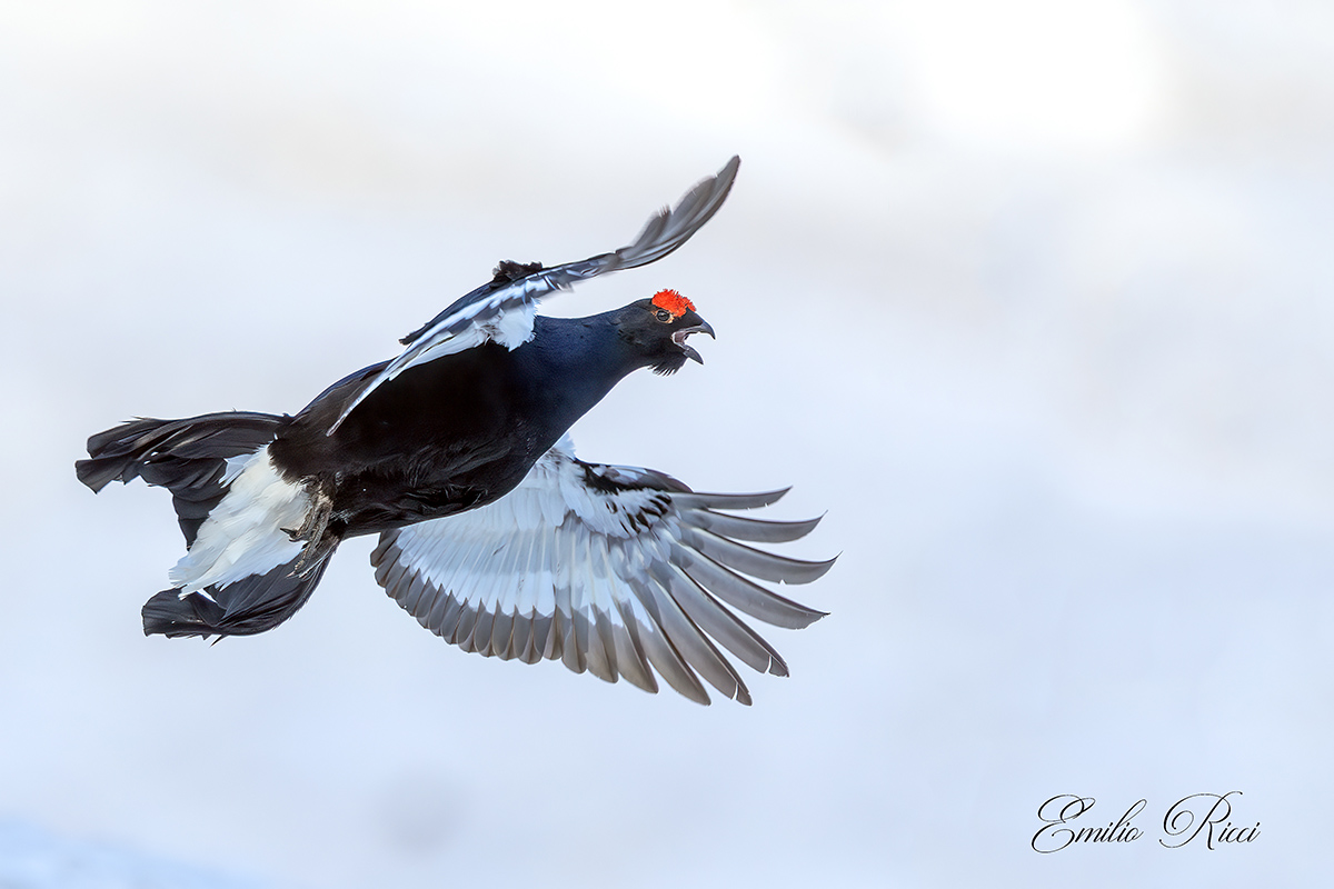 Black grouse