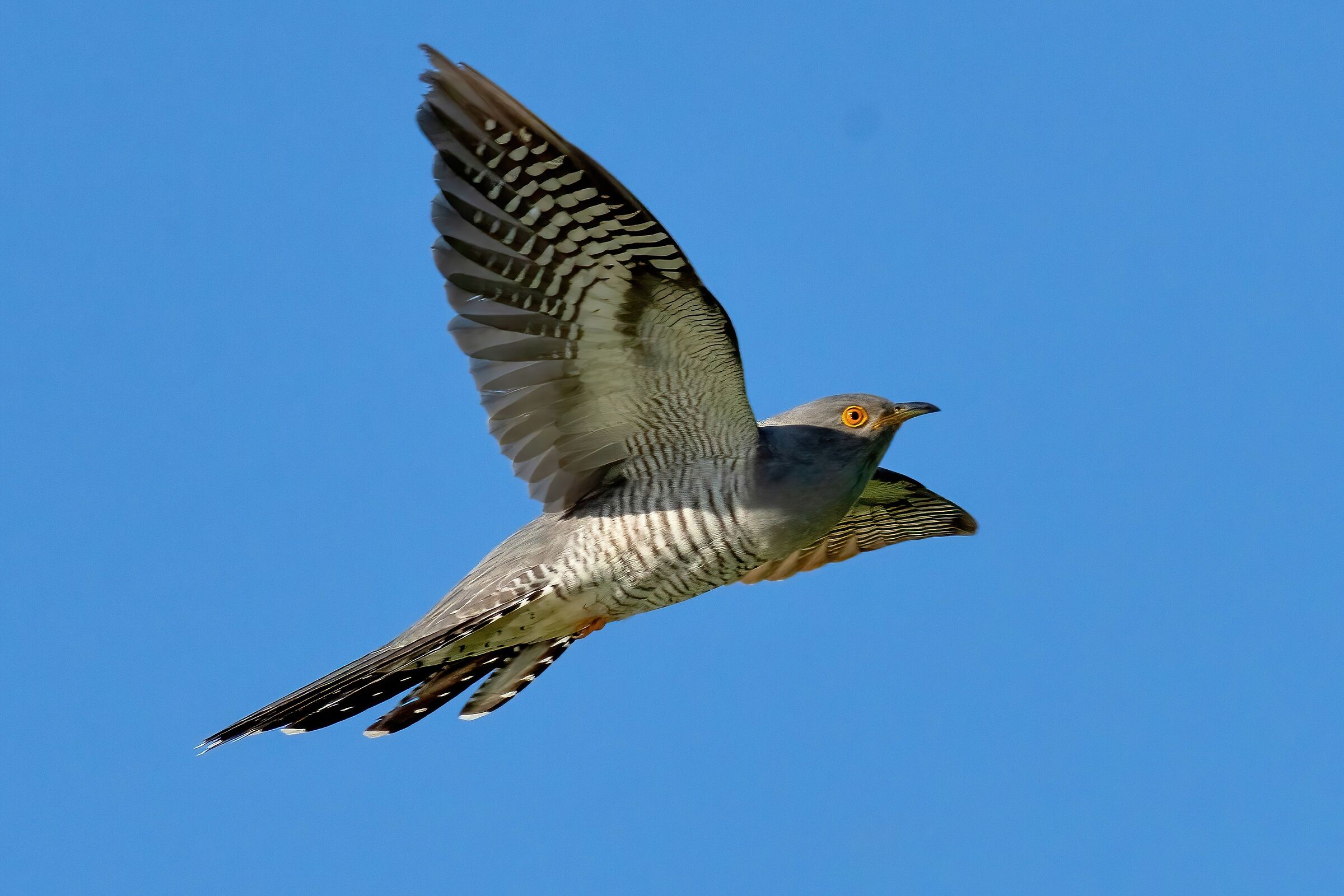 Cuculo (Cuculus canorus)