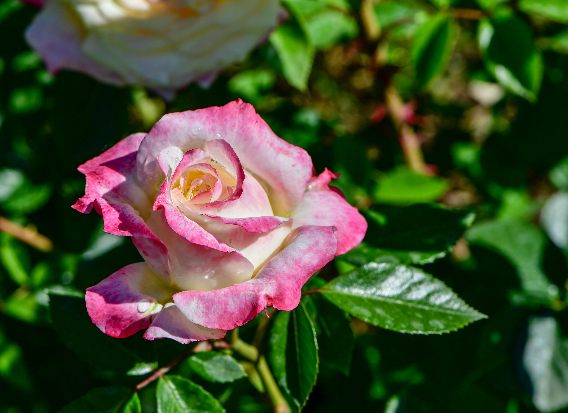 Roma-Roseto comunale 2025