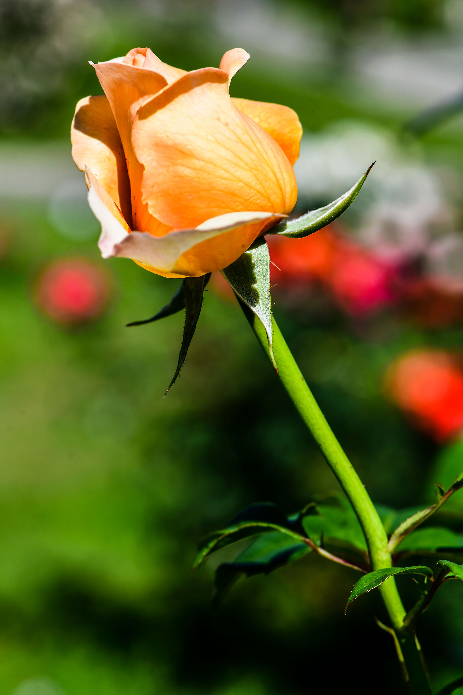 Roma-Roseto comunale 2025