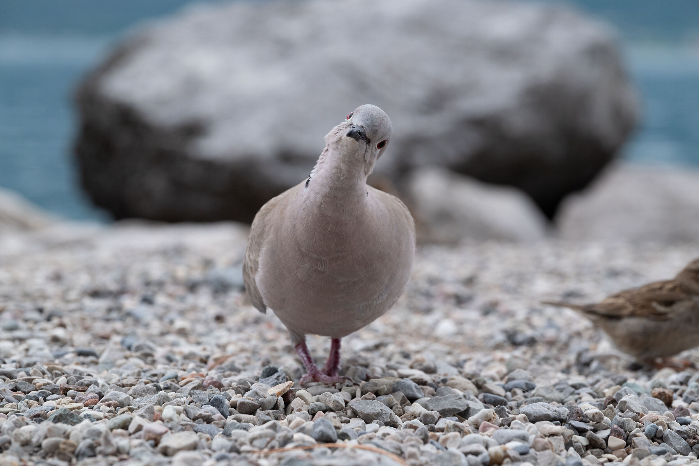 Cosa c'è da guardare???