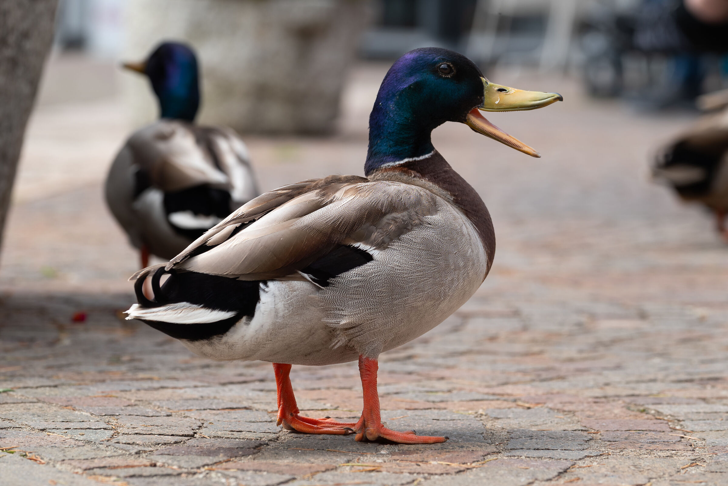 Basta turisti! Andate via!