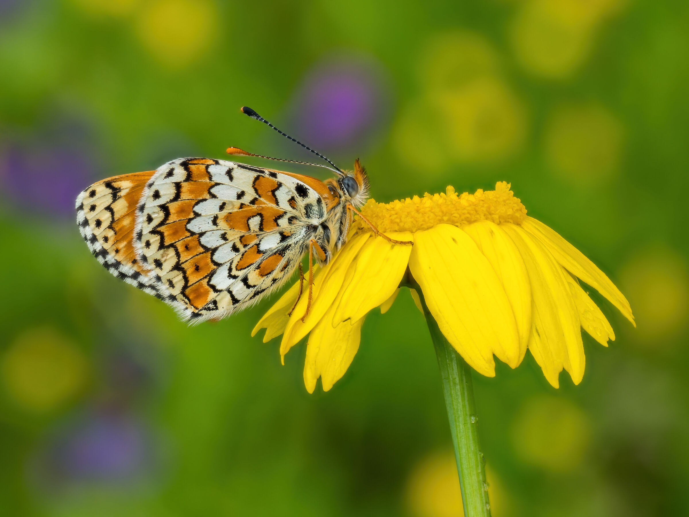 Melitaea