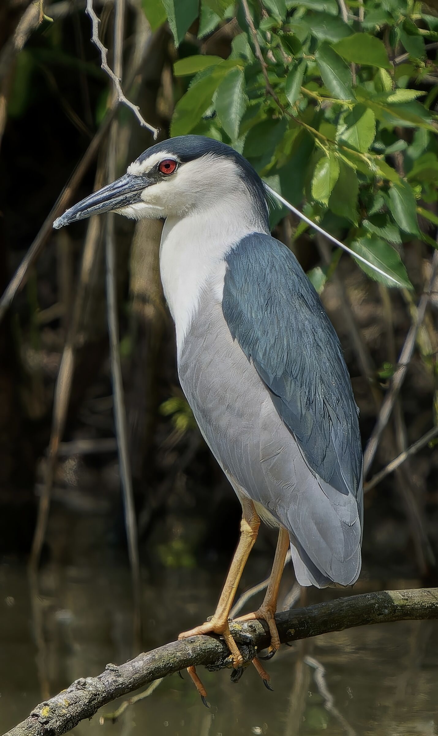 Night Heron