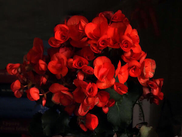 Foto
