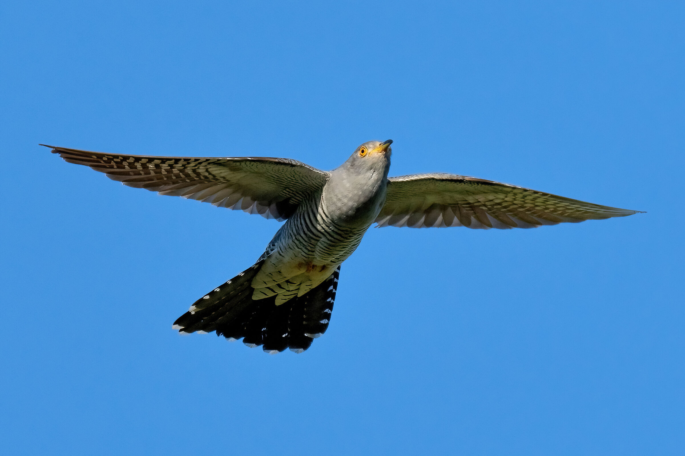 Cuculo (Cuculus canorus)