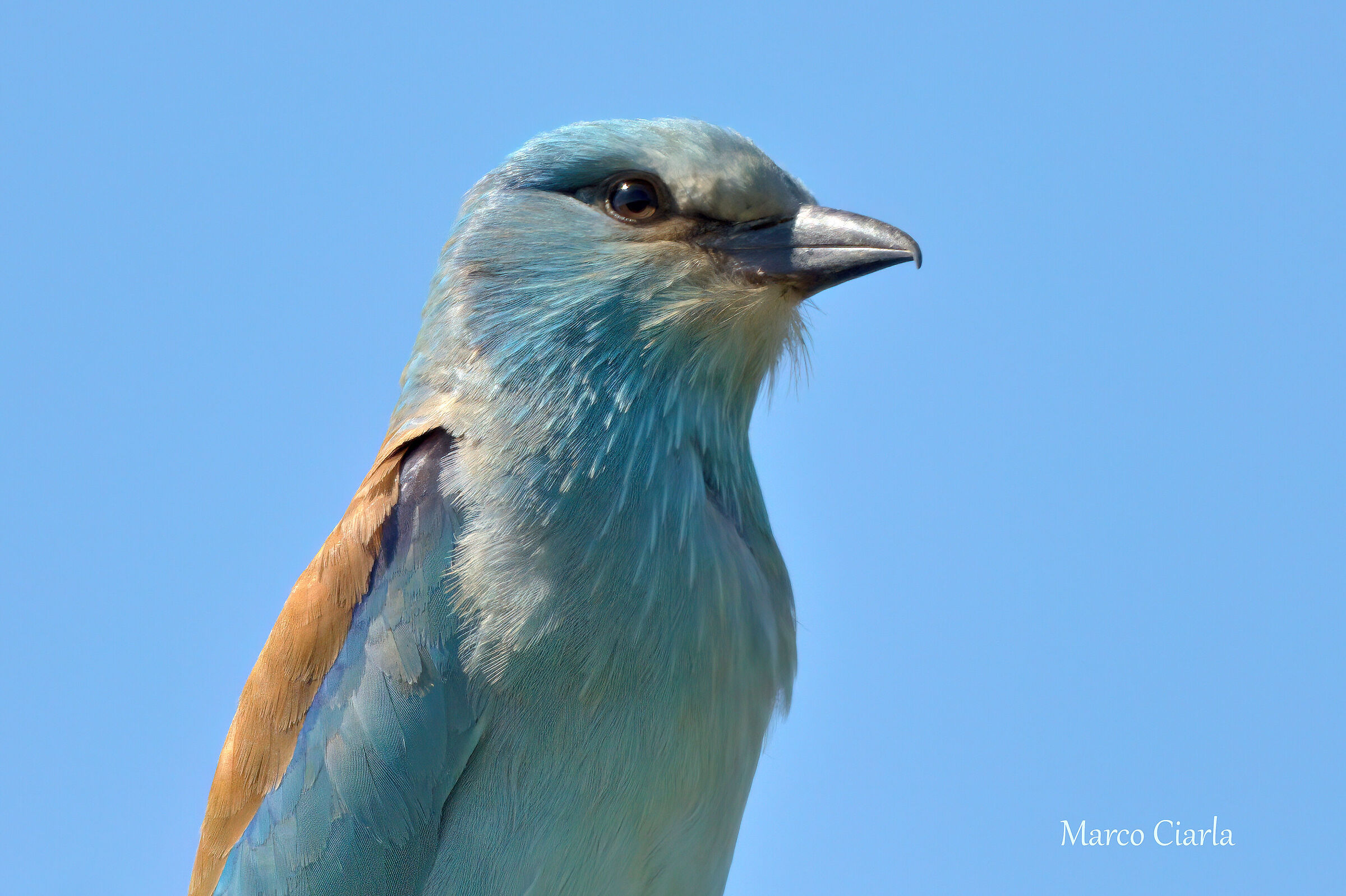 Portrait of a European European Roller (Coracias garrulus)
