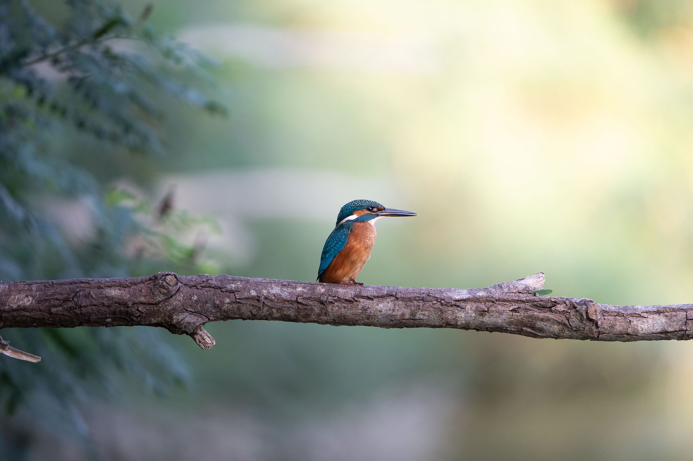 Alcedo atthis