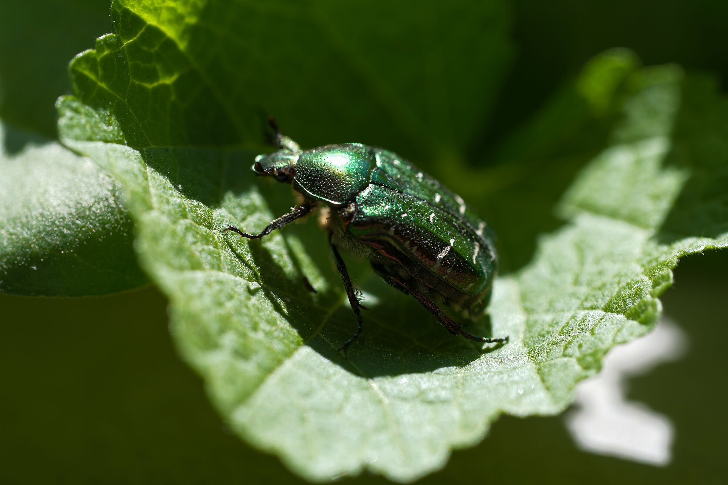 Cetonia aurata - Più conosciuto come Scarabeo dorato