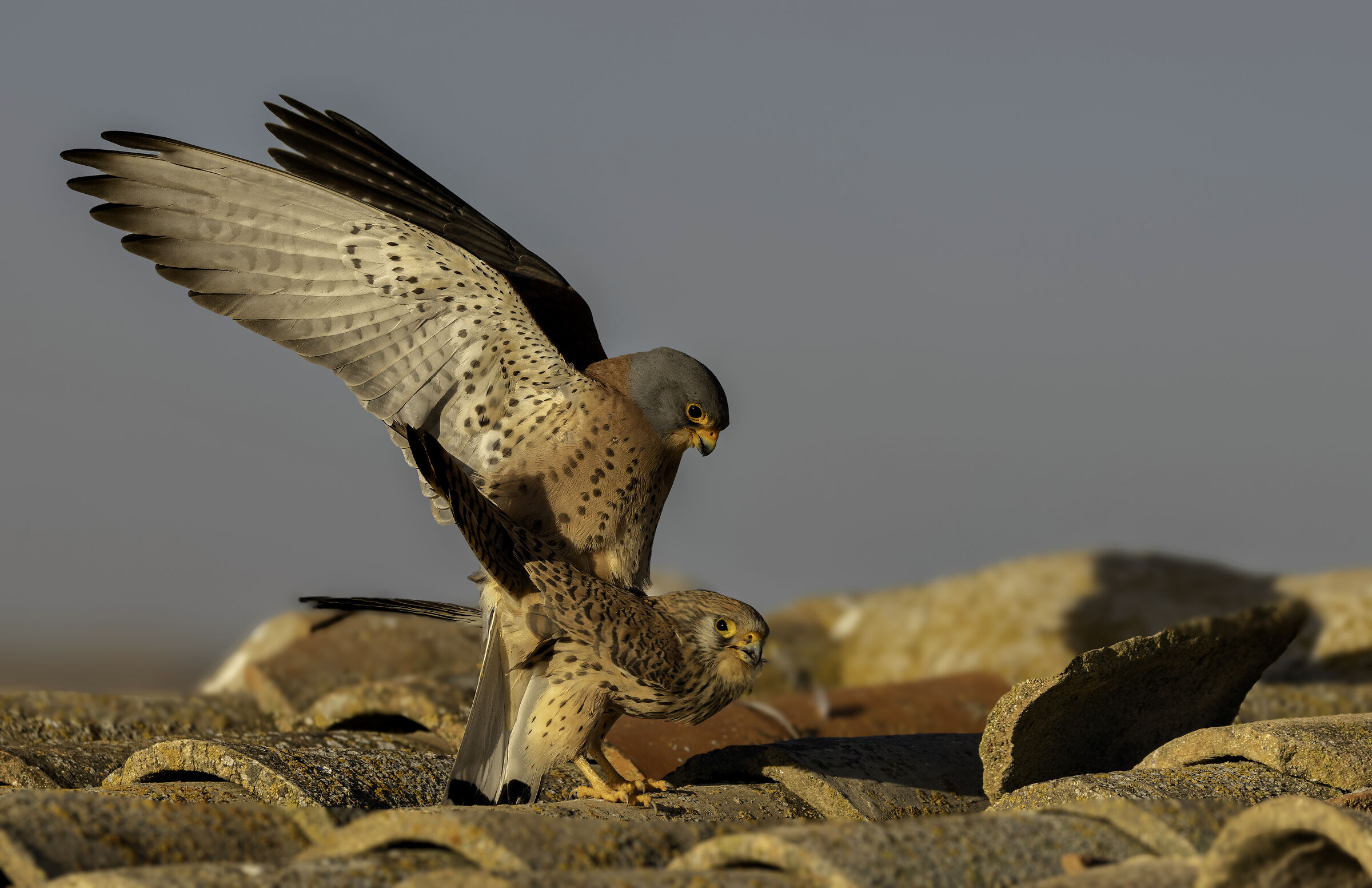 Lesser Kestrel - mating at sunset