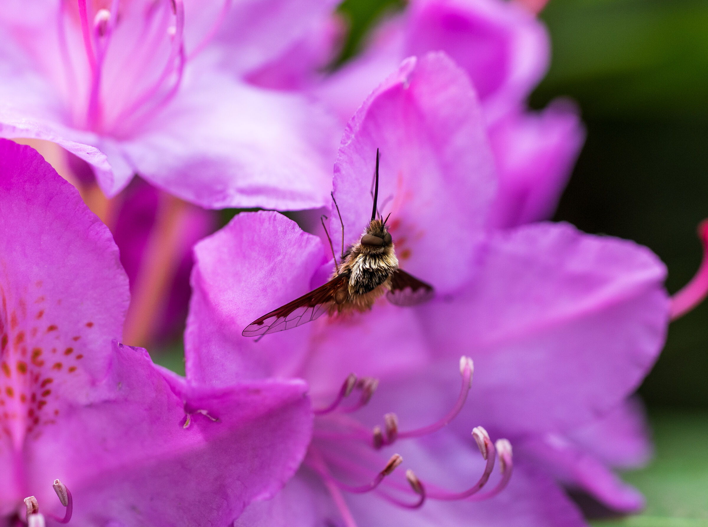Bombylius major: È una mosca parassita