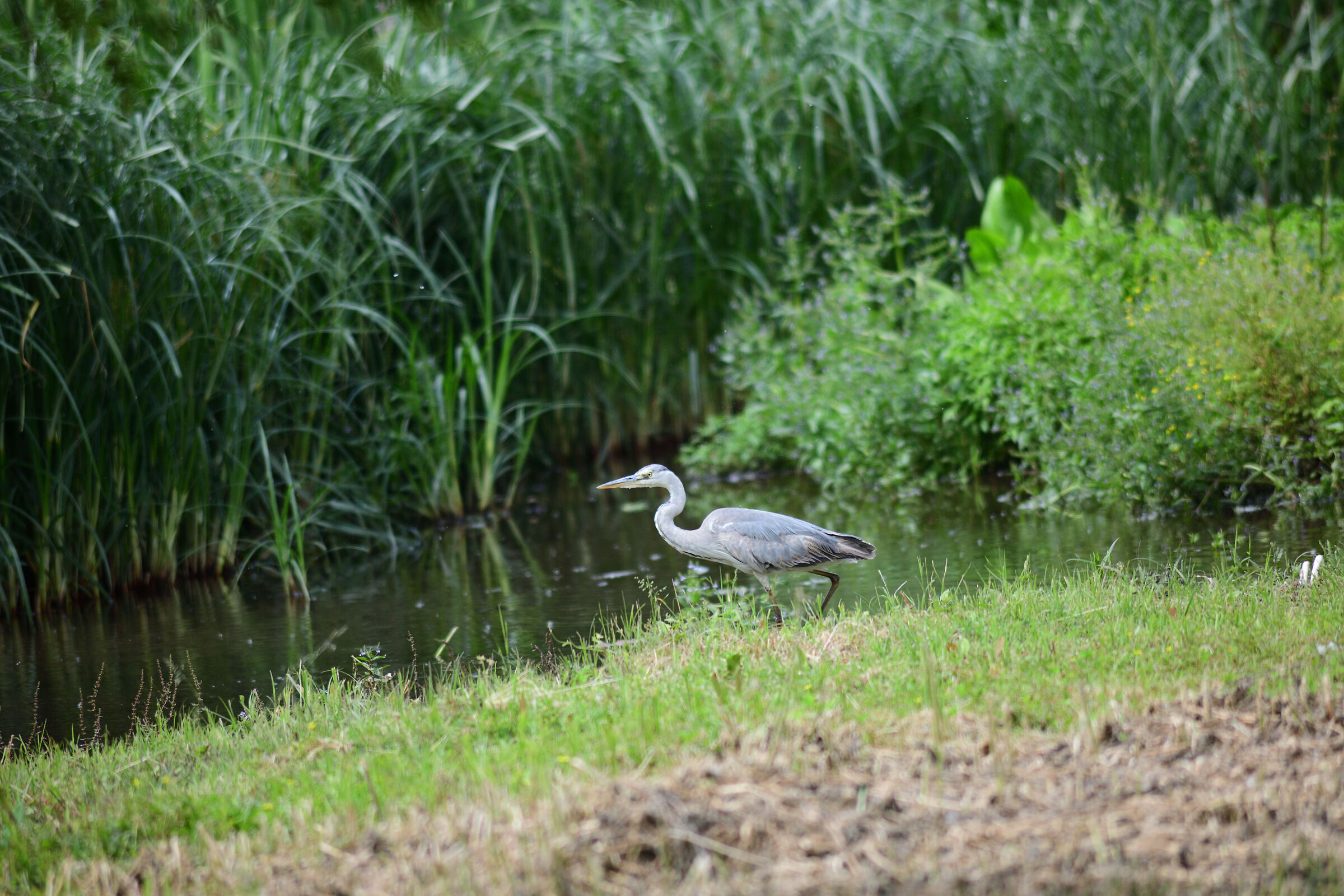 grey heron