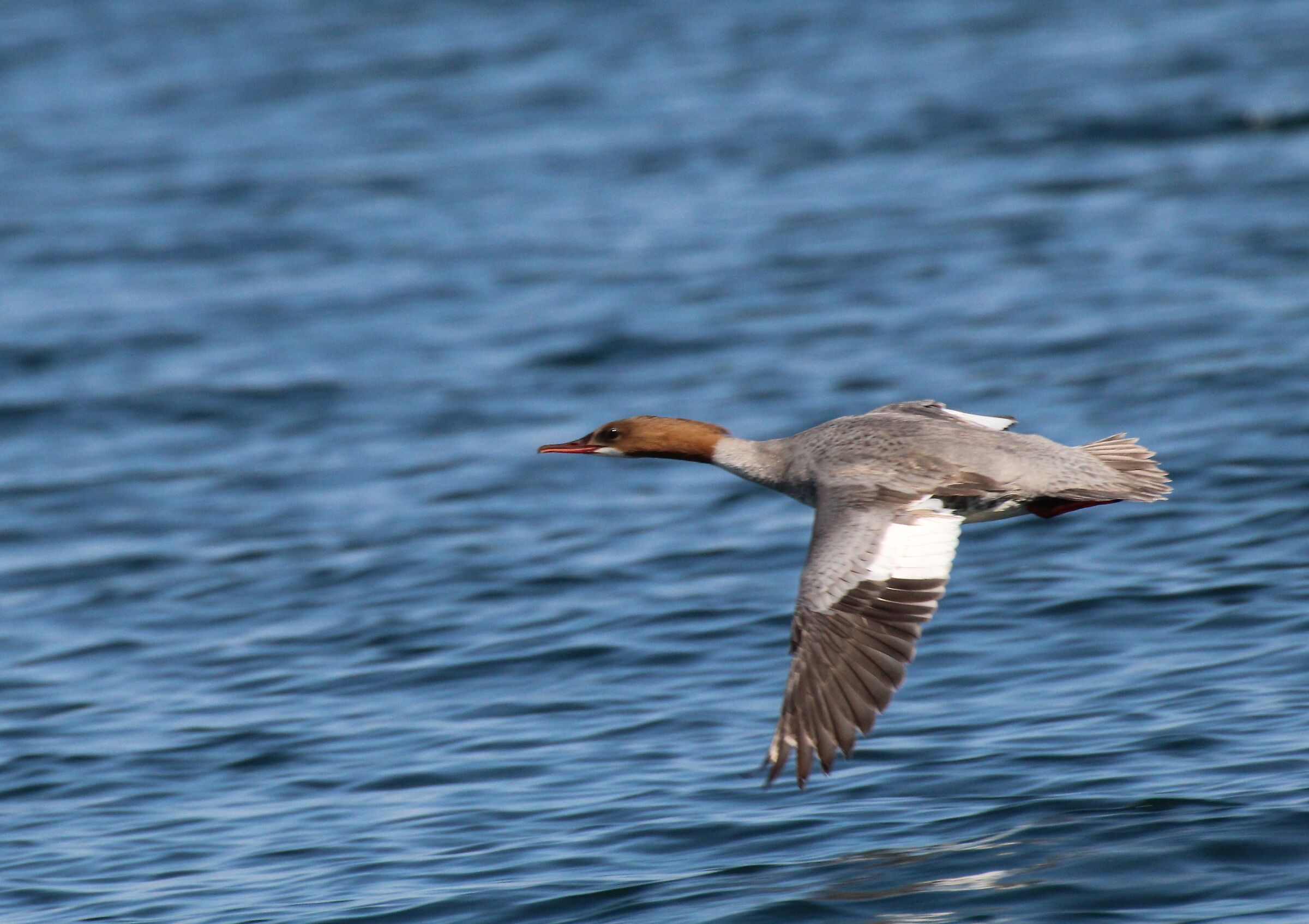 smergo maggiore femmina in volo