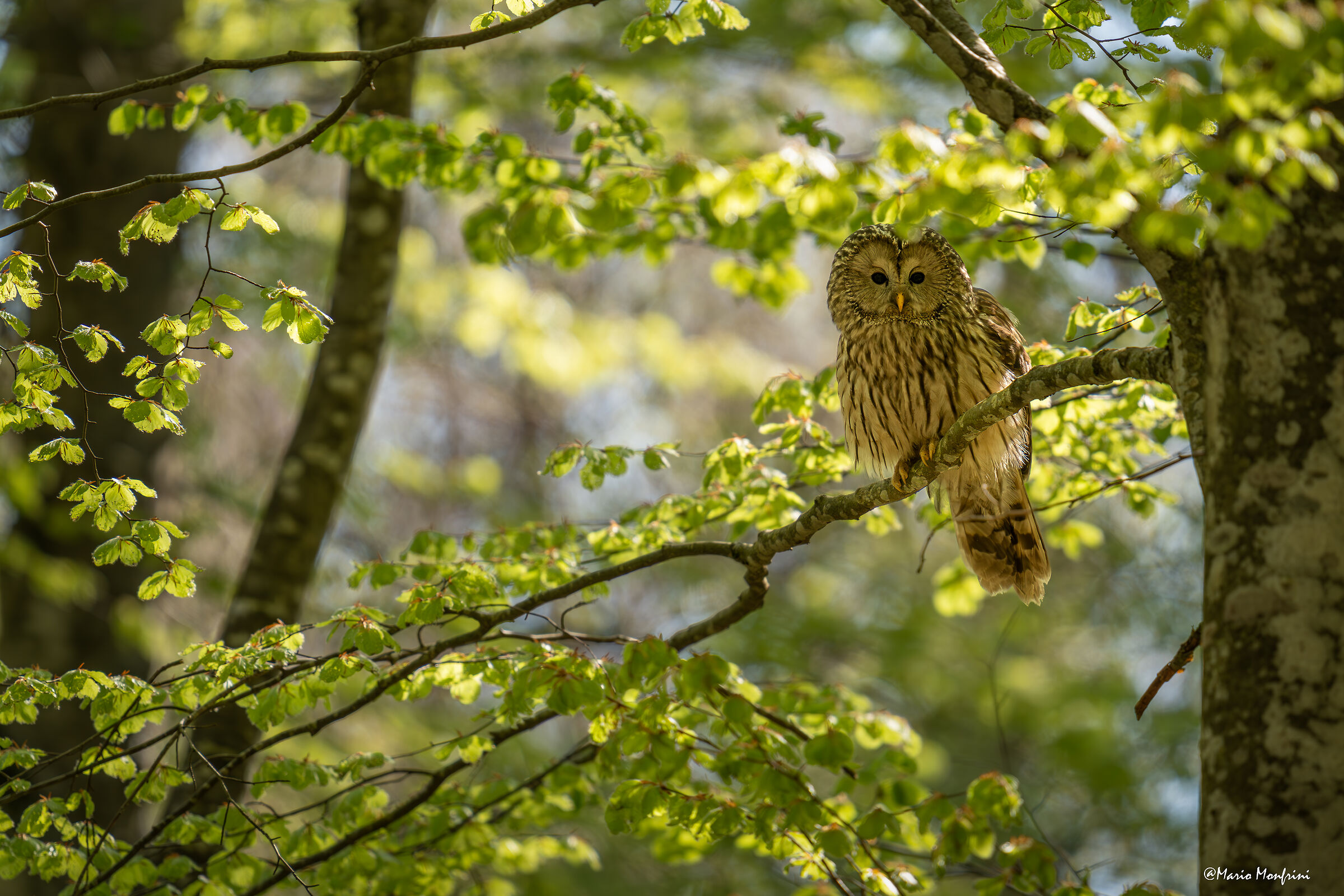 Lo spirito della foresta