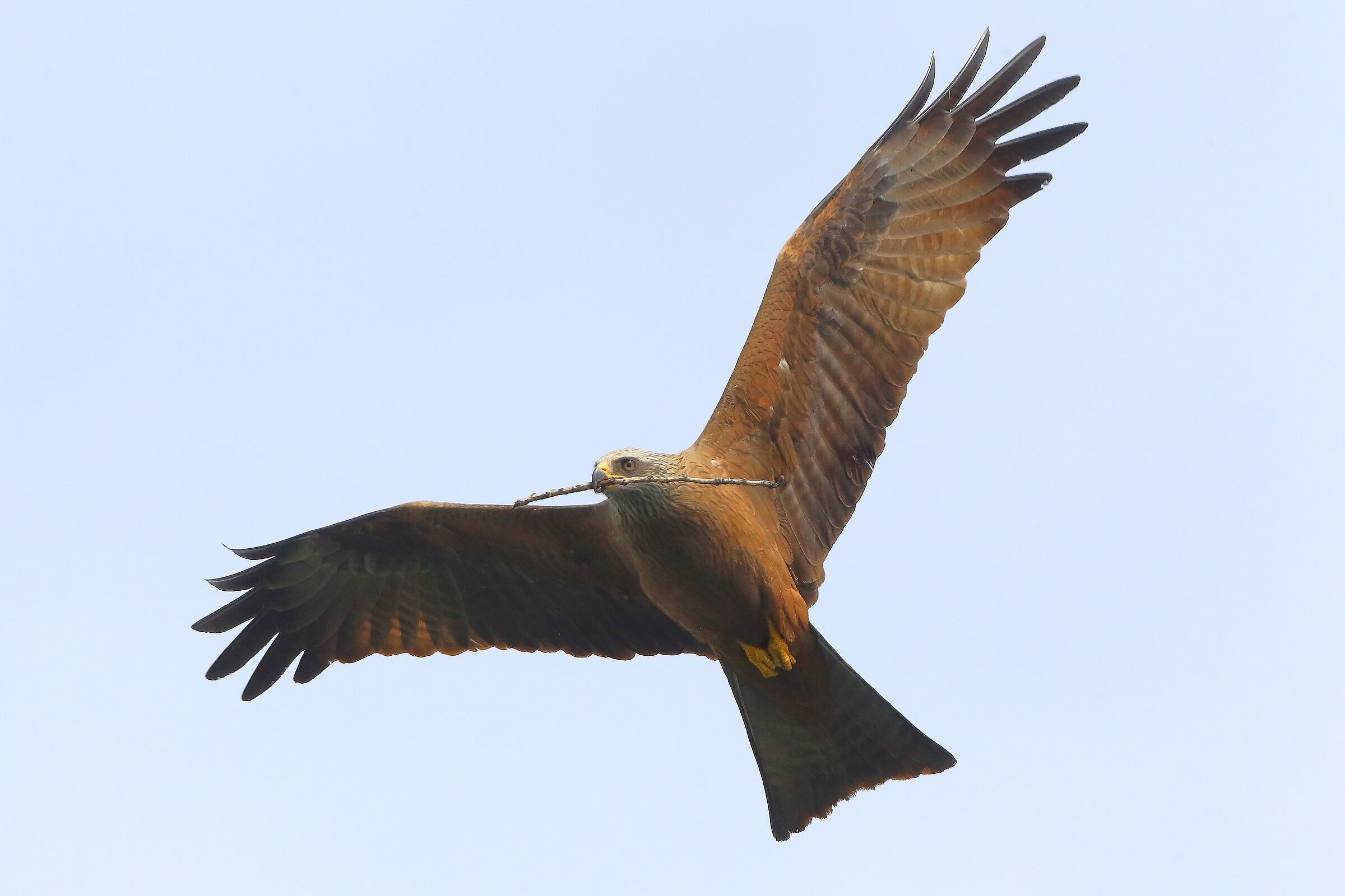 Nibbio bruno 30 marzo 2025 - 0073