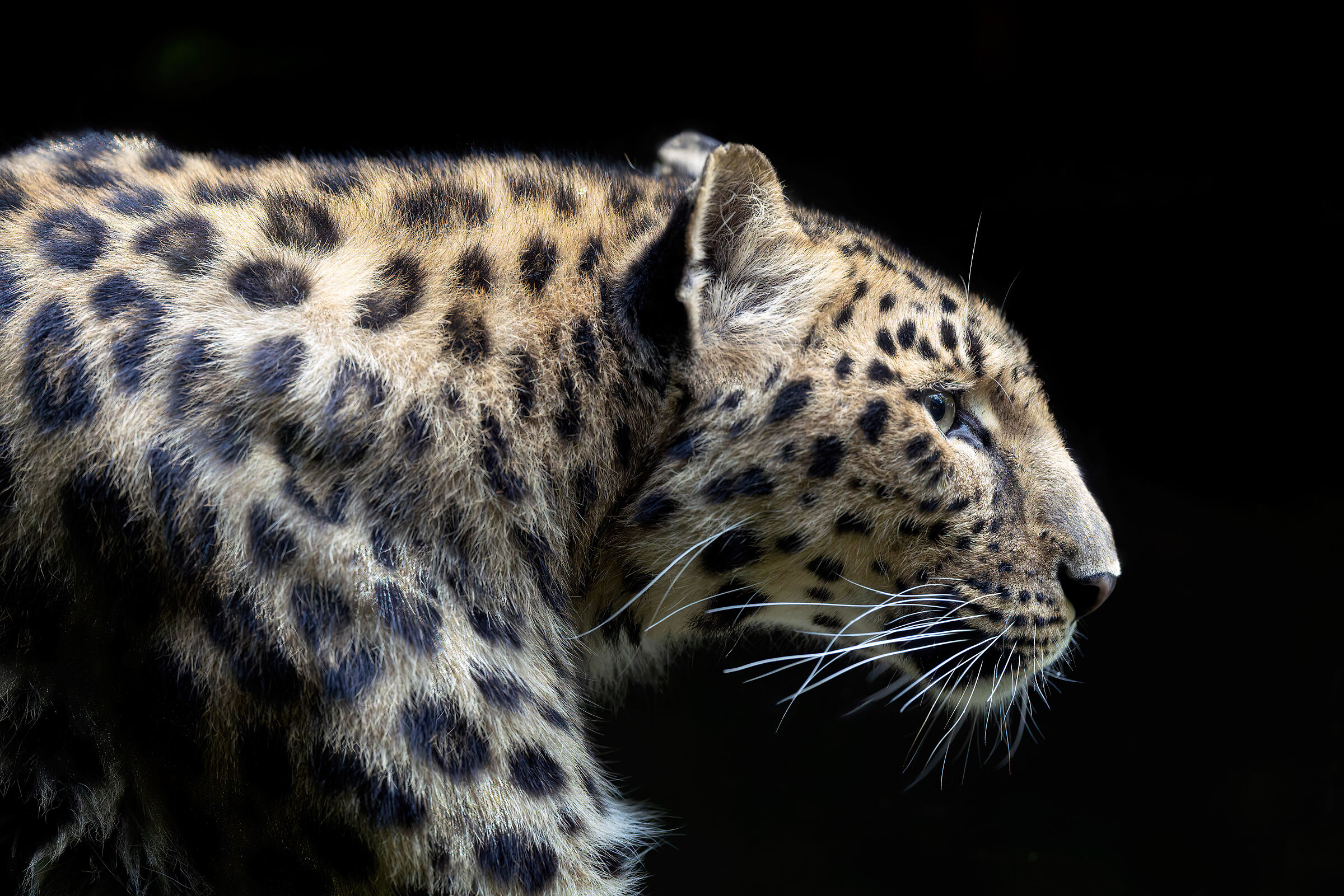 Panthera Pardus Orientalis