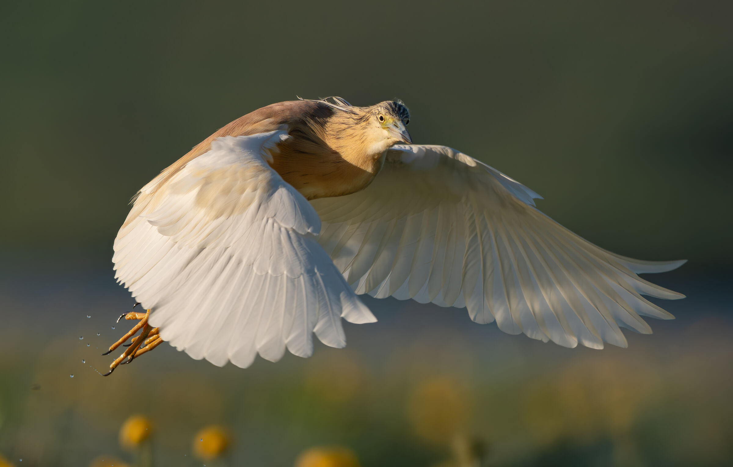 Squacco heron in flight over nymphs