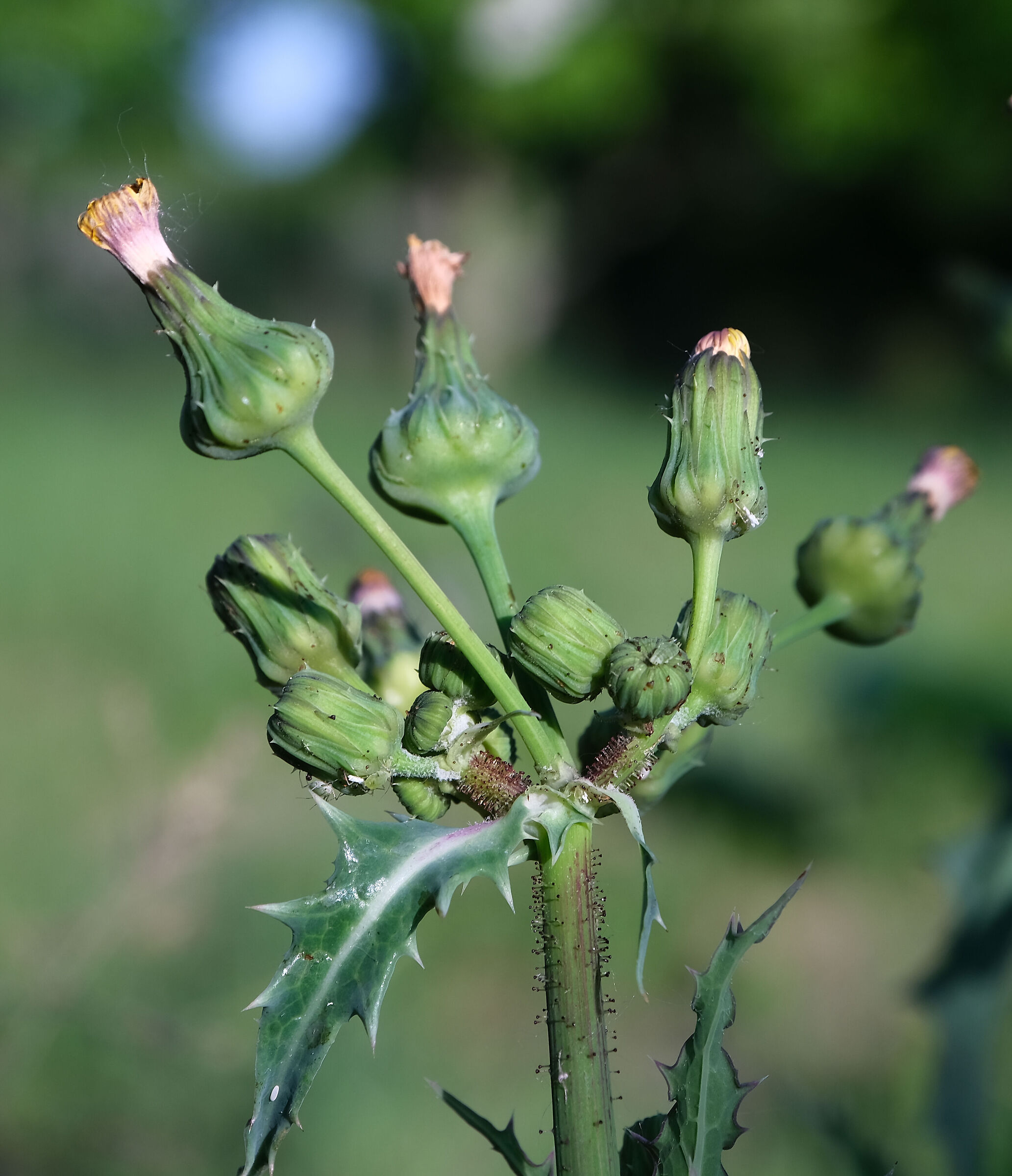 There is life on plants