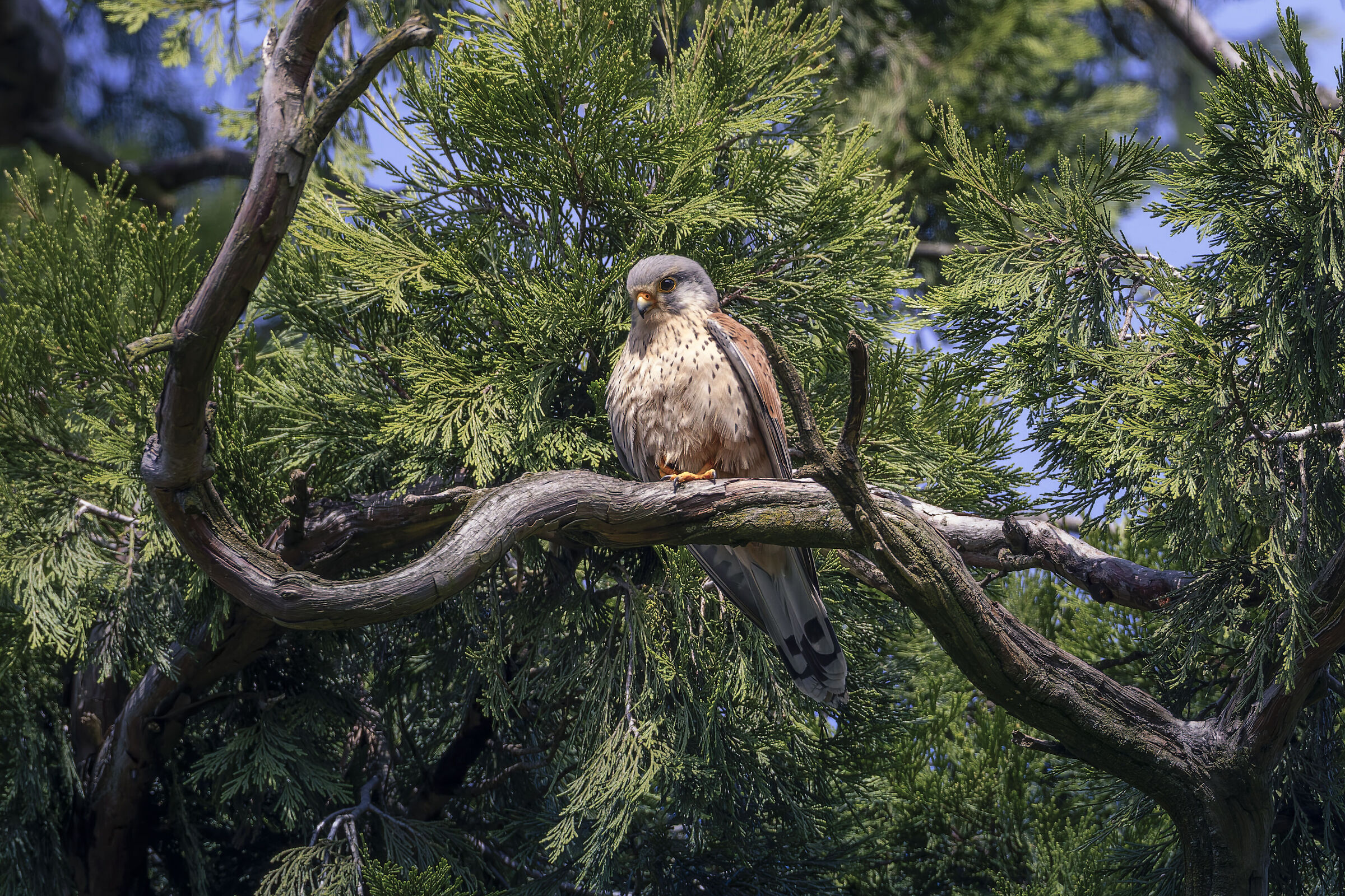 Kestrel