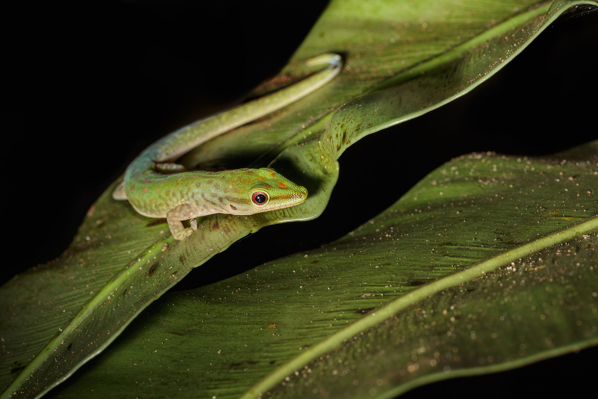 Lizard on a leaf