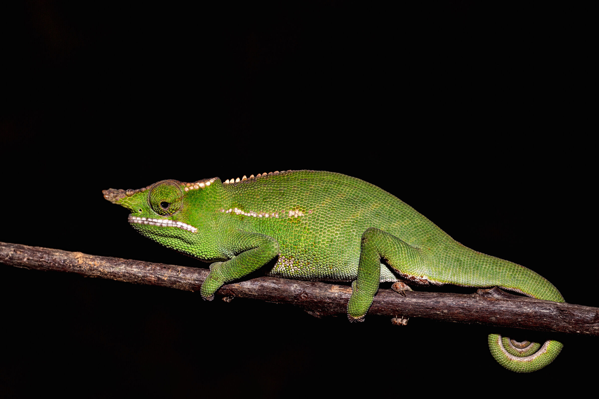 Cameleon in a stich