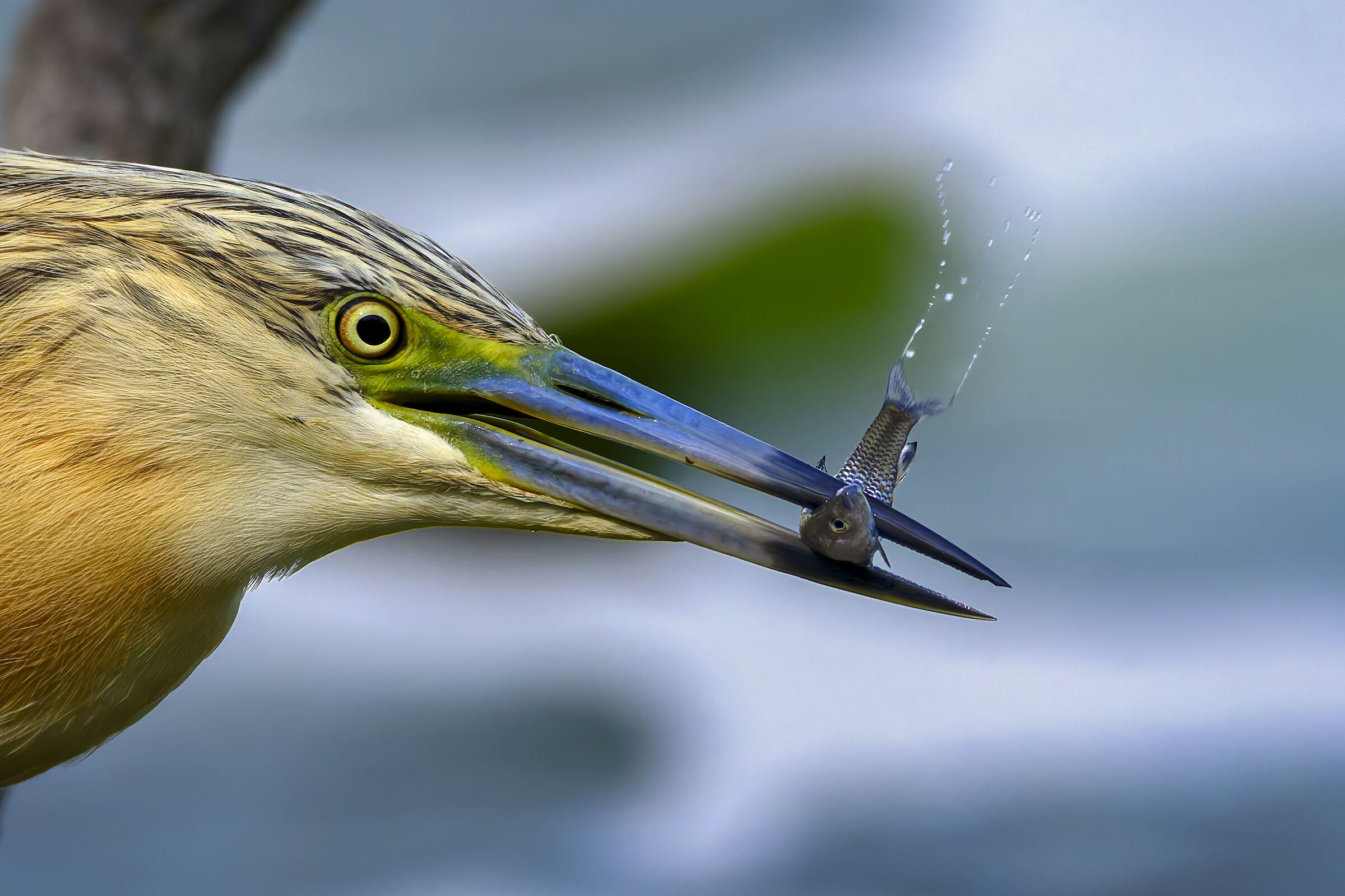 Squacco heron