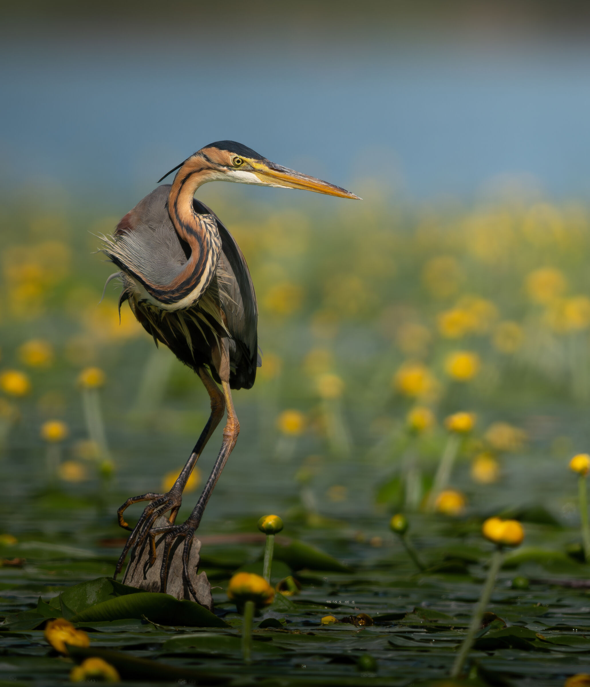 Purple heron