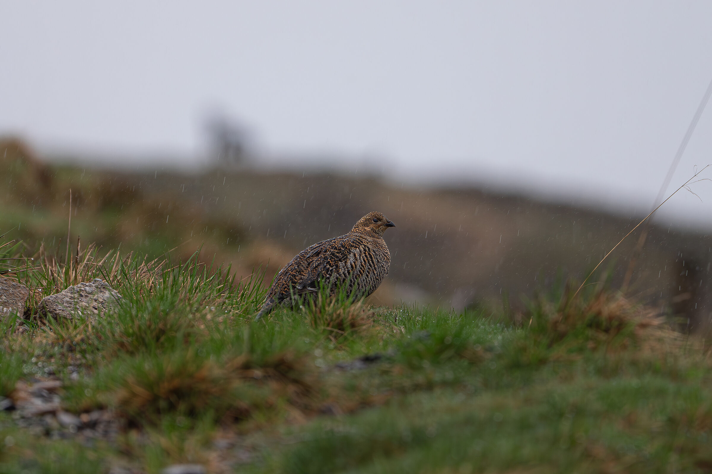 Female black grouse
