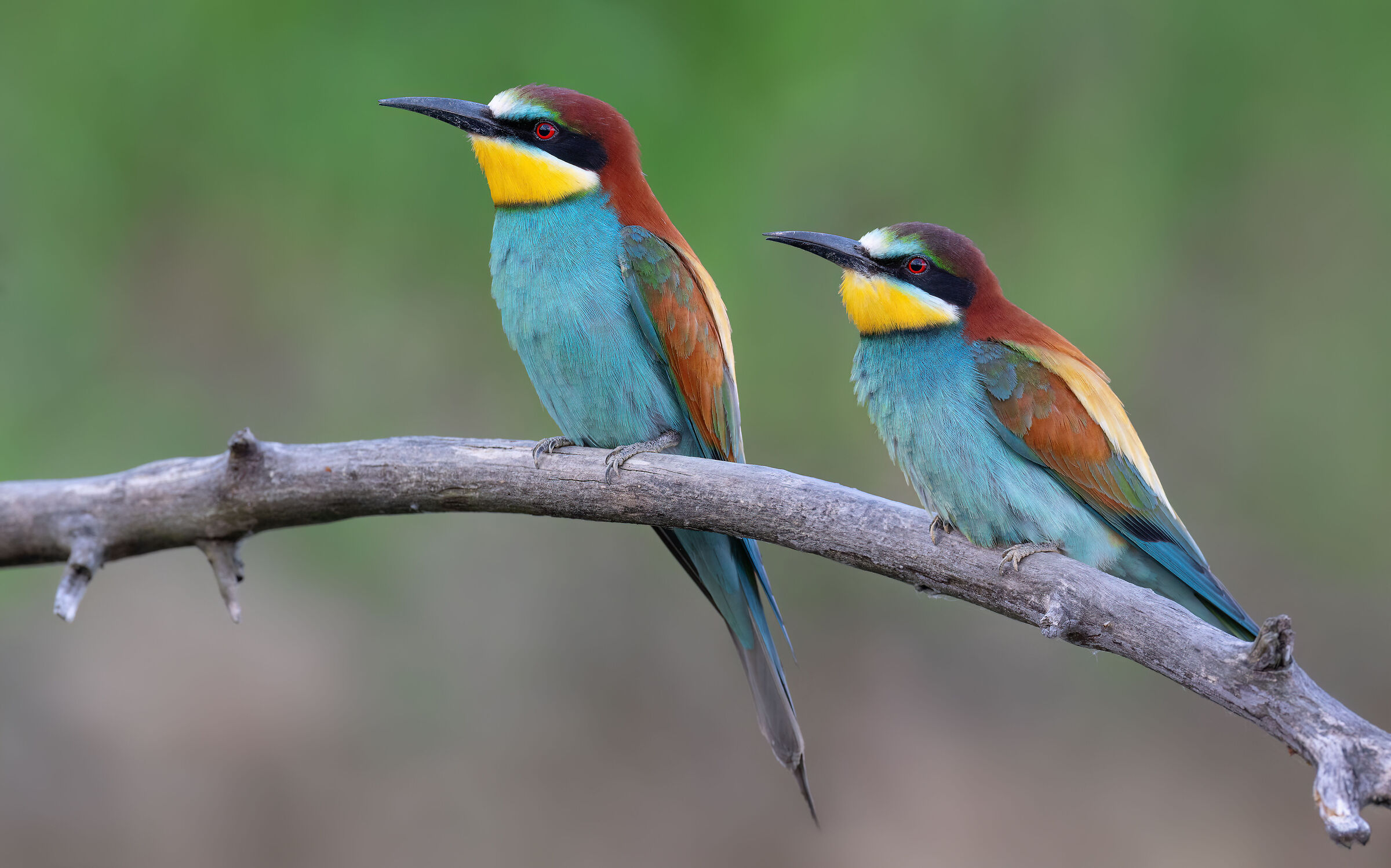 The couple