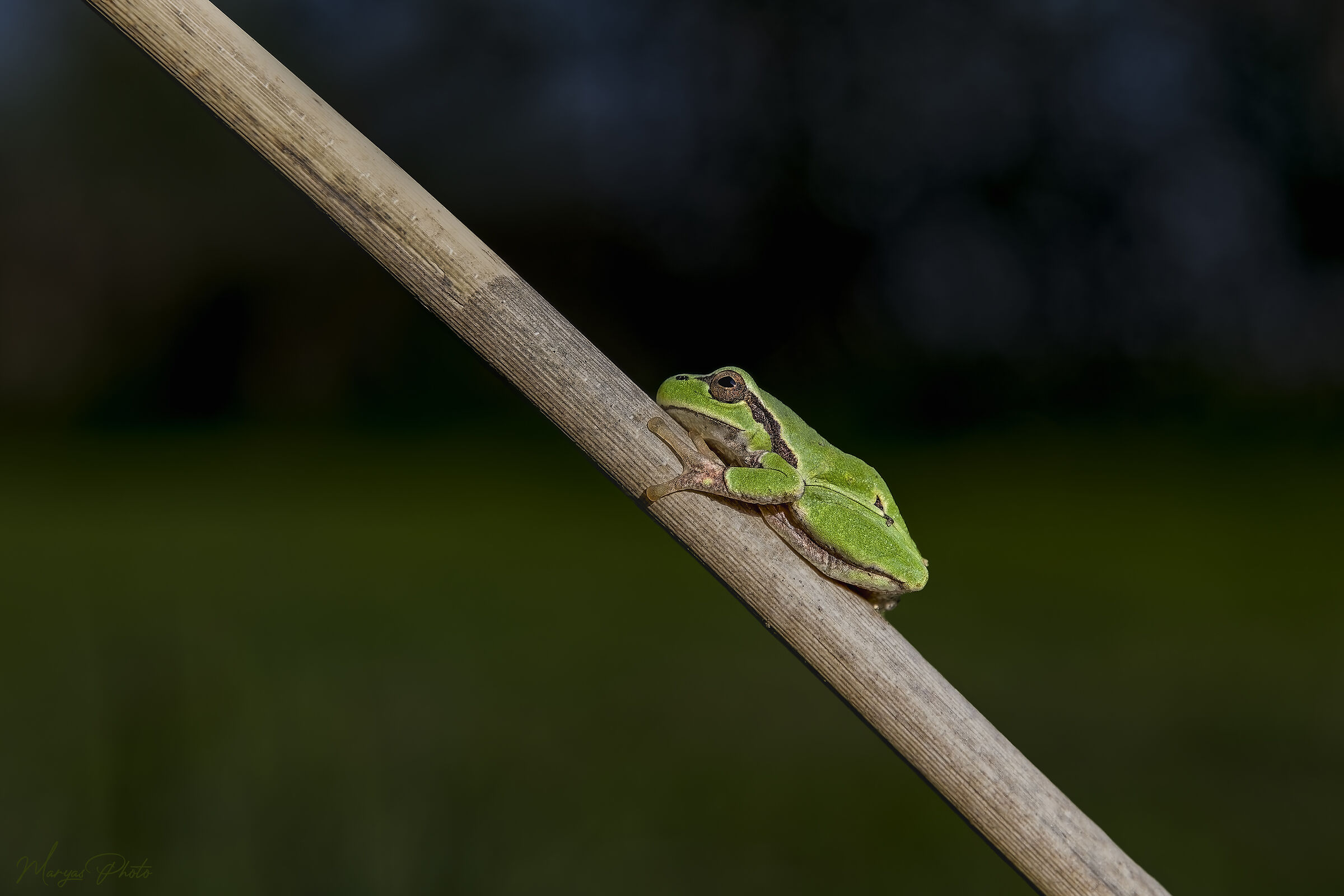 Tree frog in the swamp