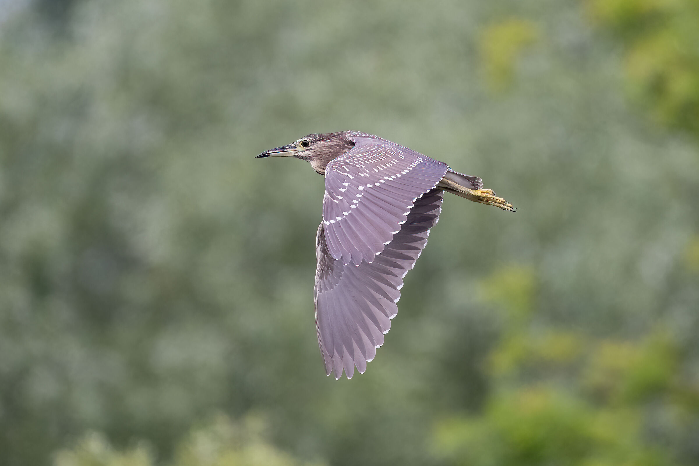 Night Heron - Valle Pesio - Piedmont