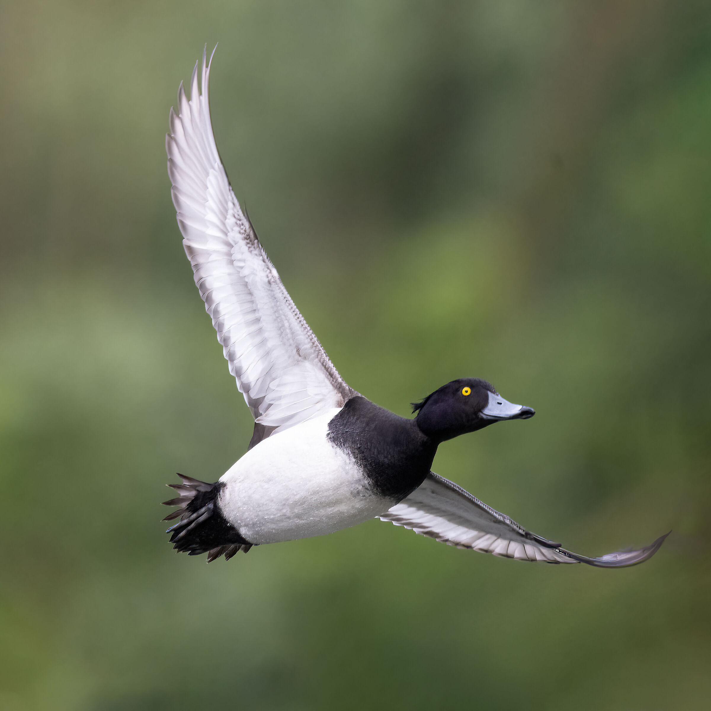 Moretta - Pesio Valley - Piedmont