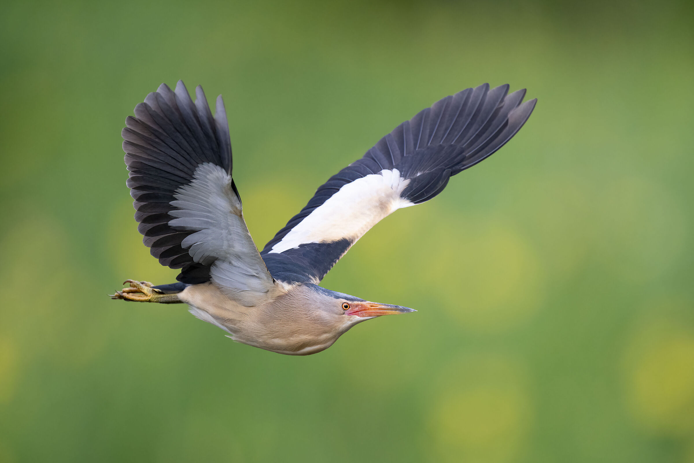 Little Bittern - Pesio Valley - Piedmont
