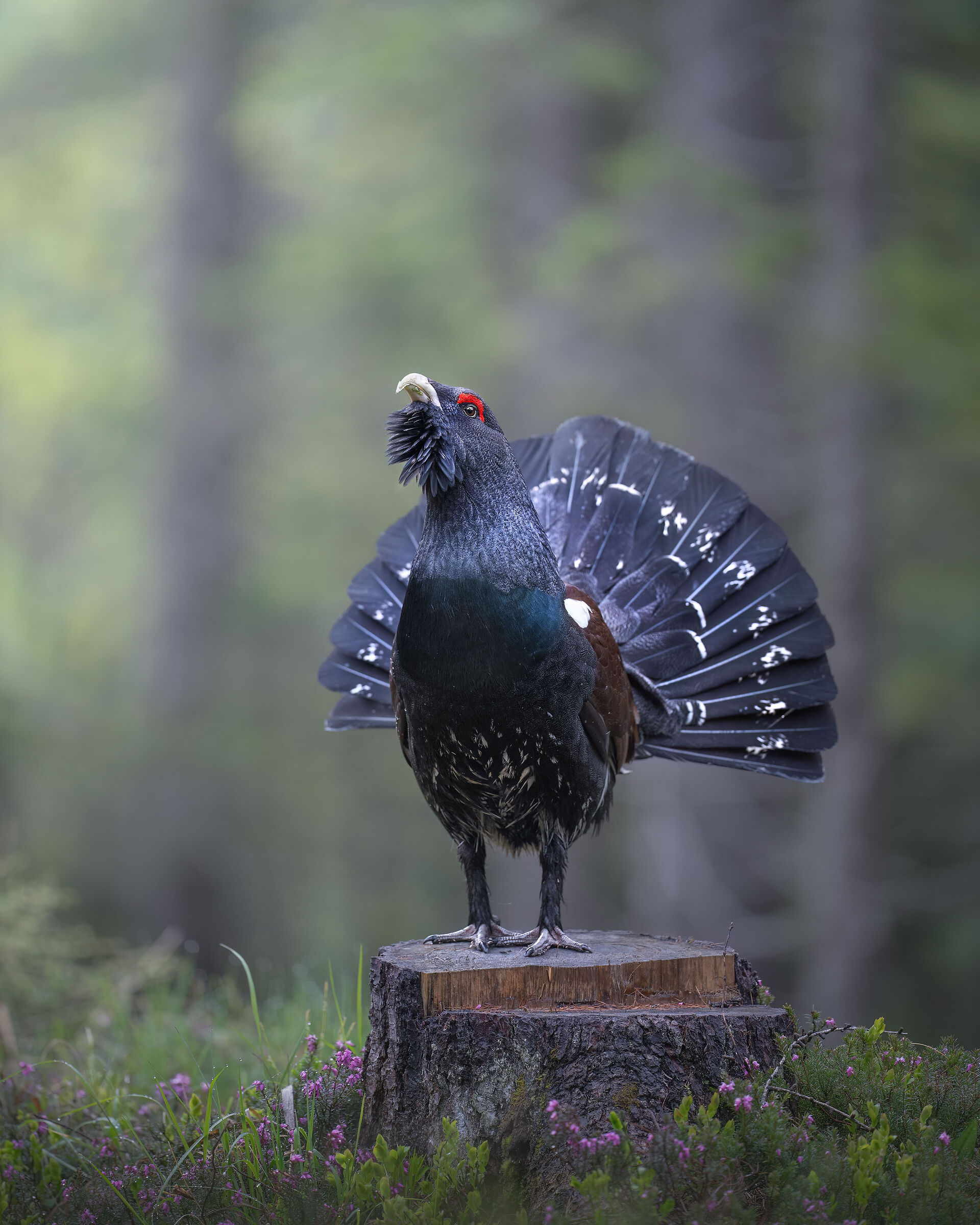 guardiano della foresta