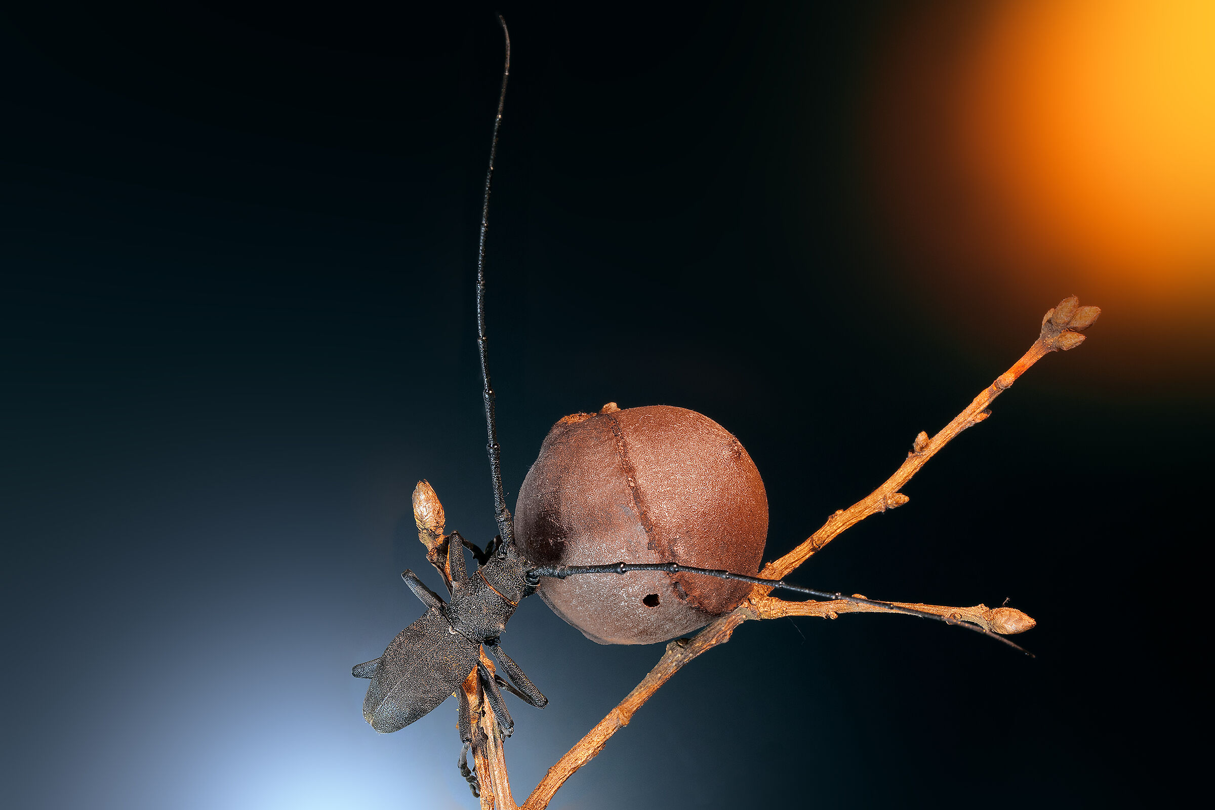 Morimus asper (long-limbed)