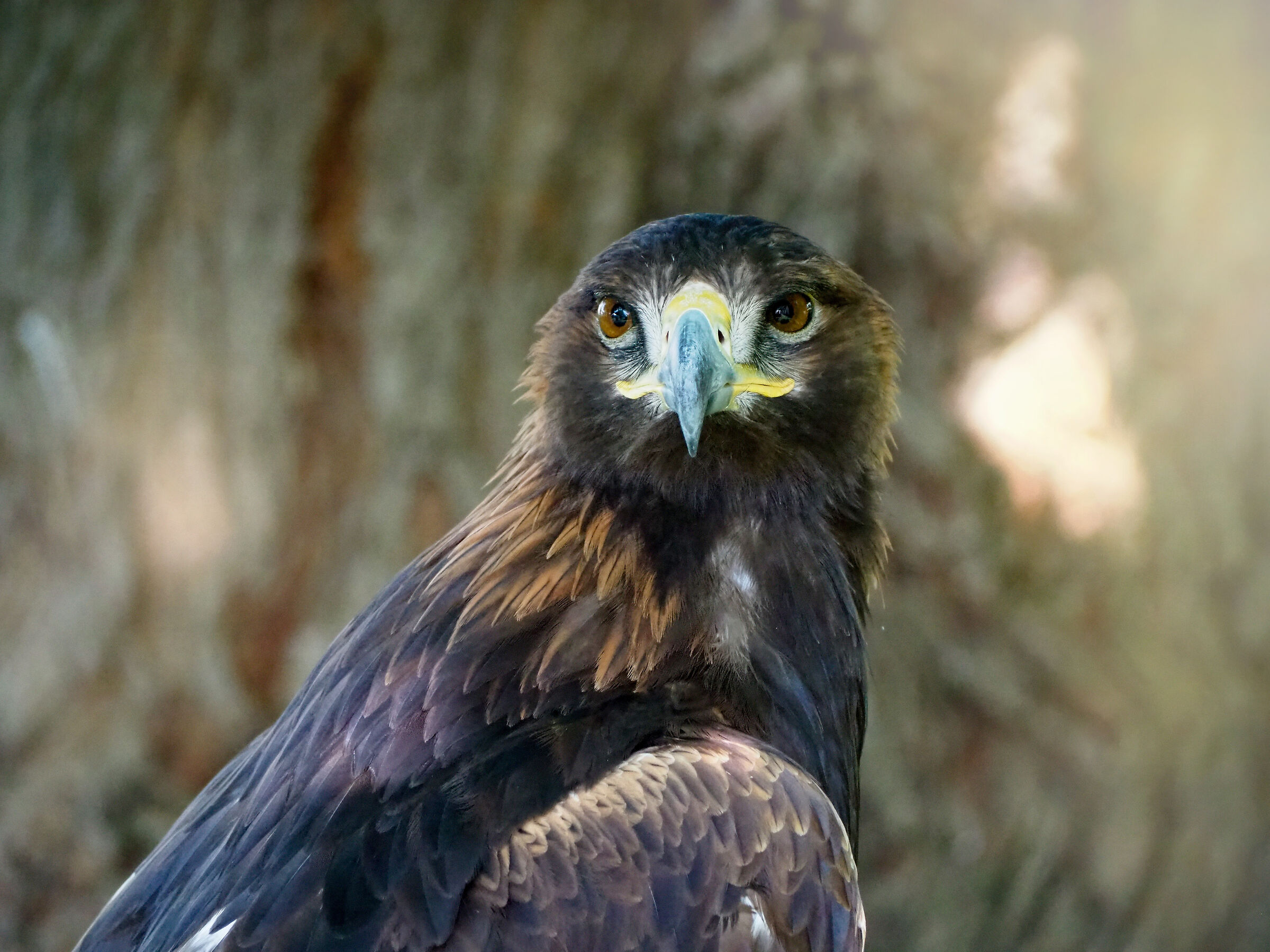 Ladyhawke 40 anni del film