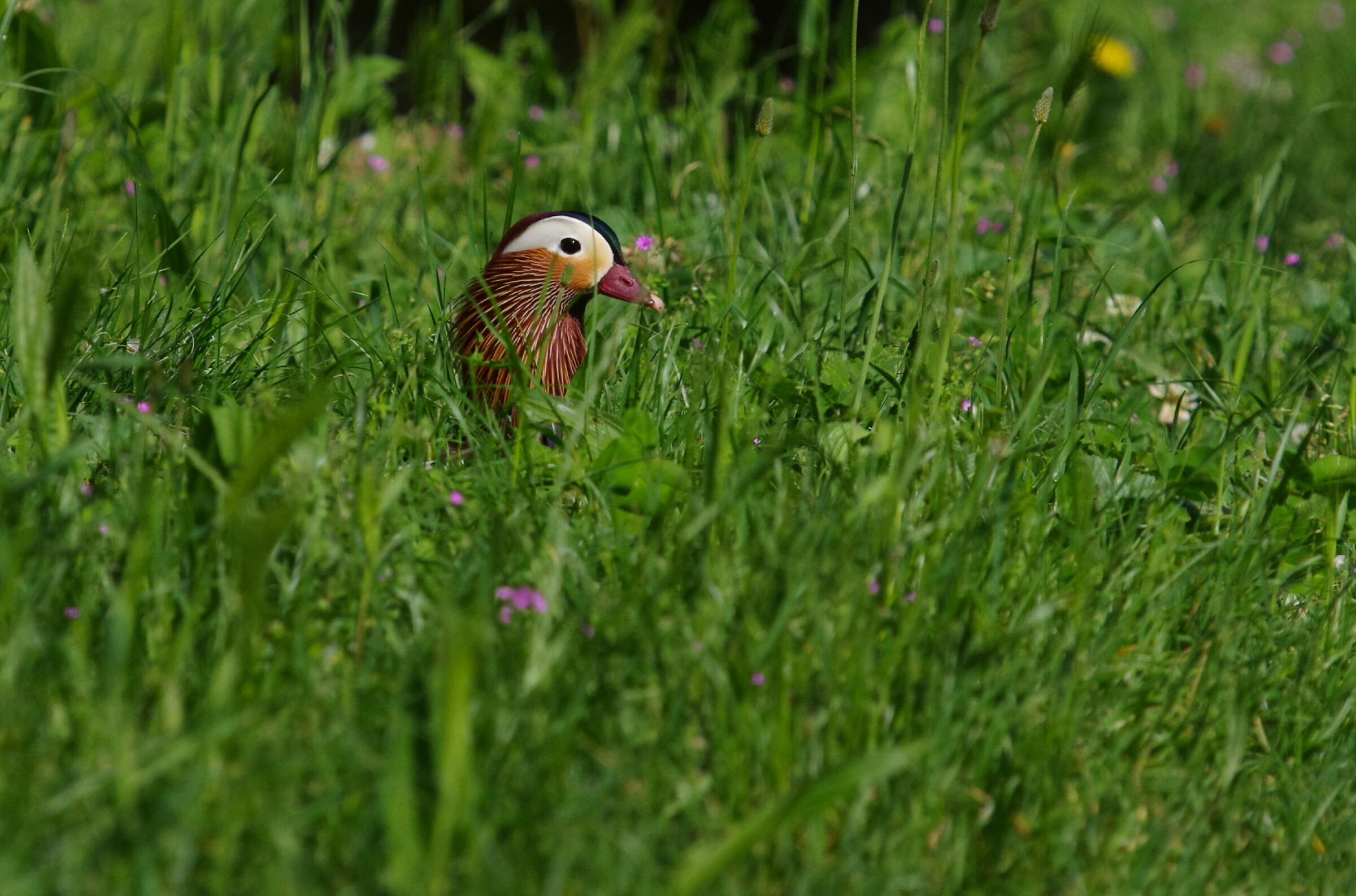 Mandarin duck