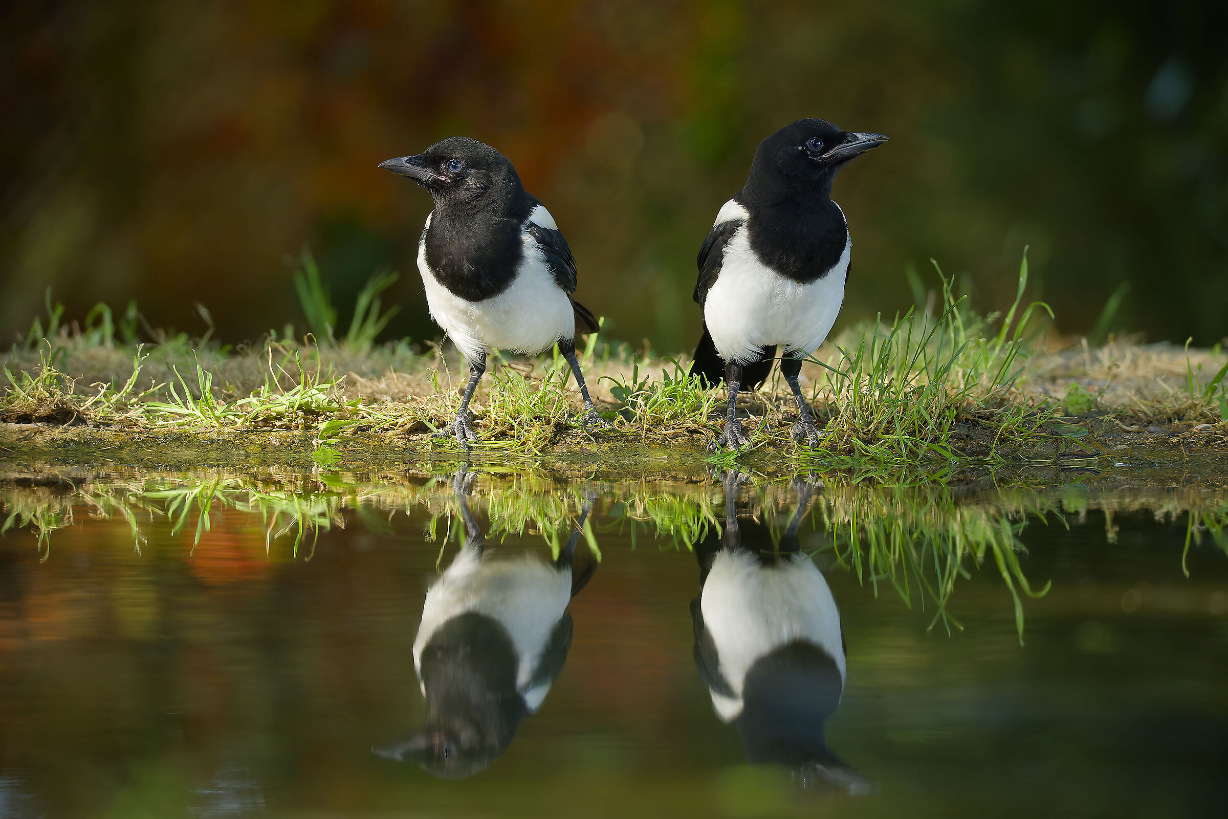 Love is not beautiful if it is not quarrelling...