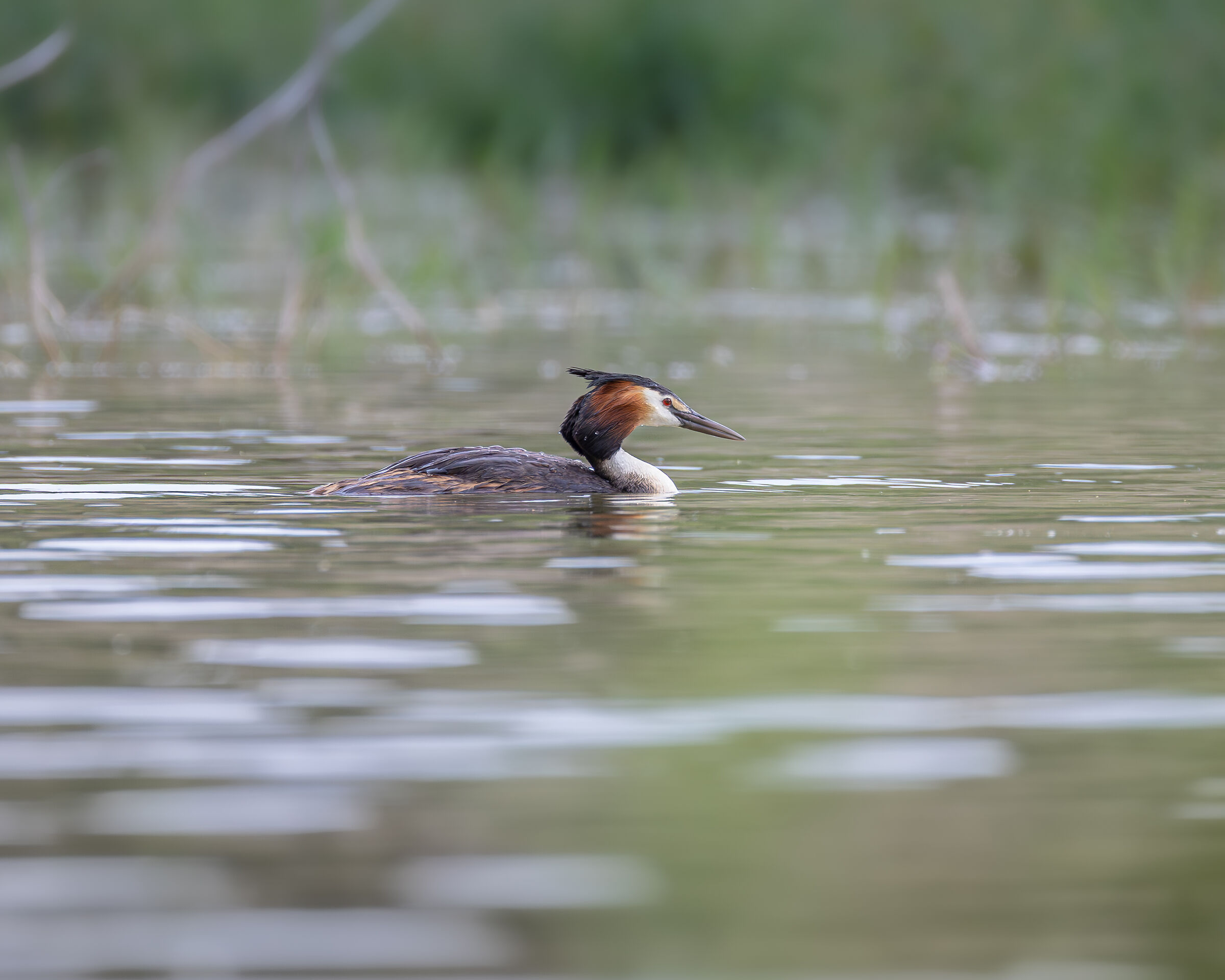 great crested grebe