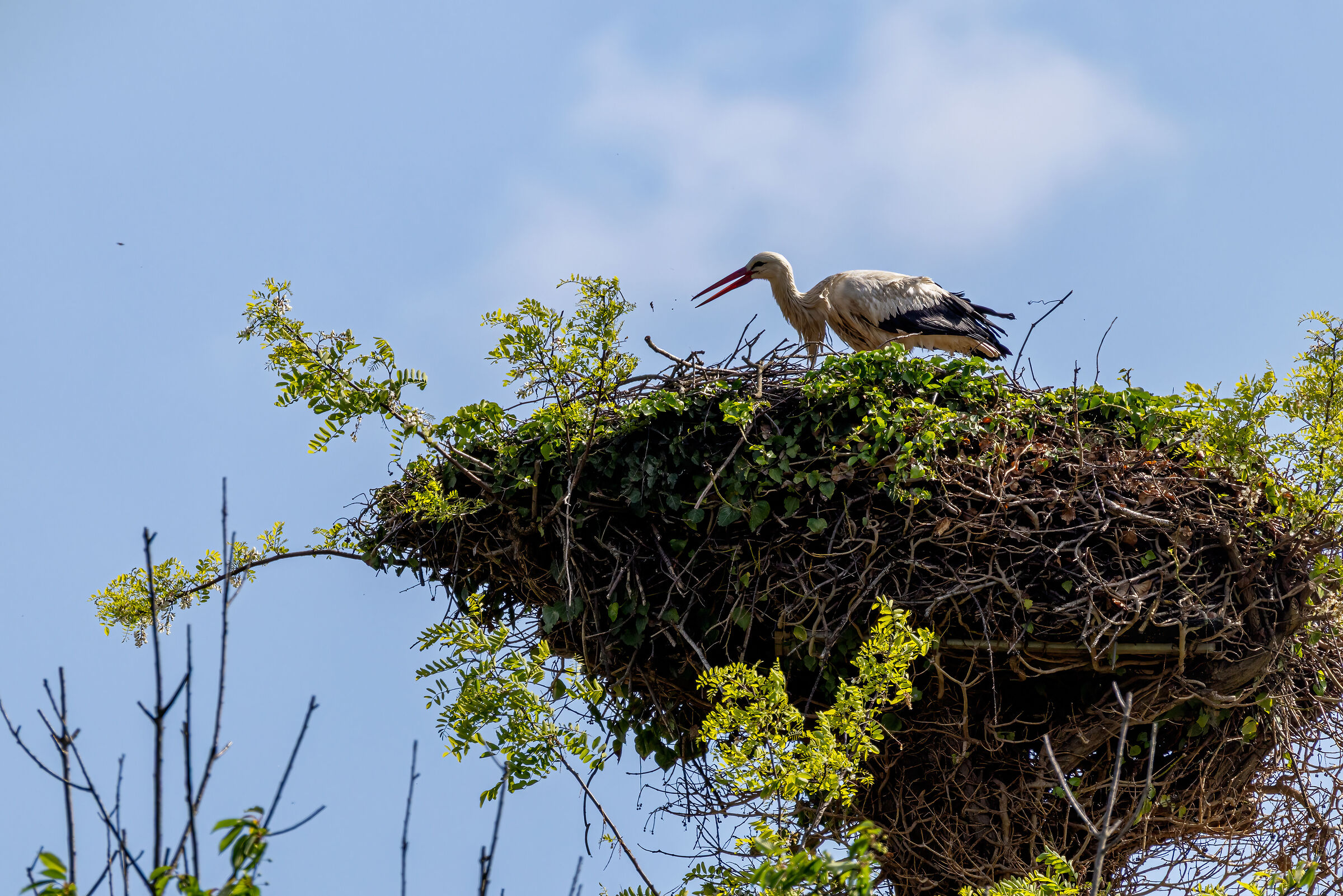 I made the Penthouse ;-)