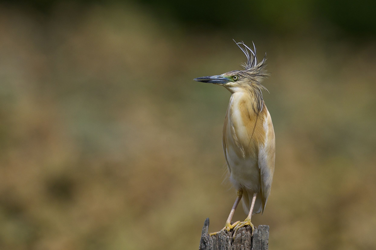 Ma perché mi chiamano ciuffetto?