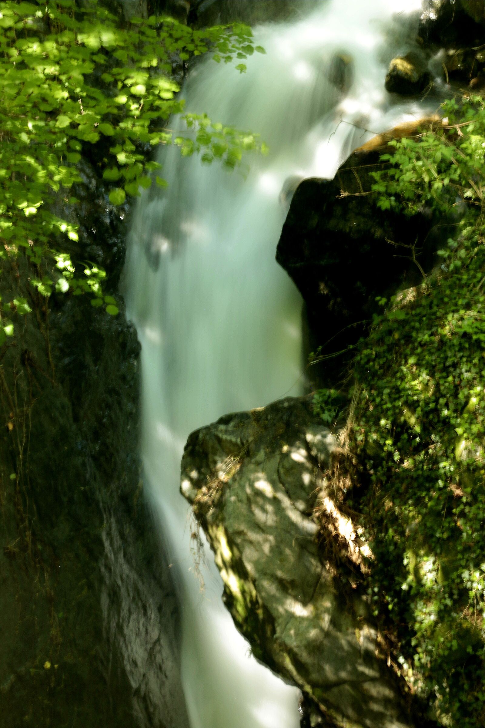 Impetuosa