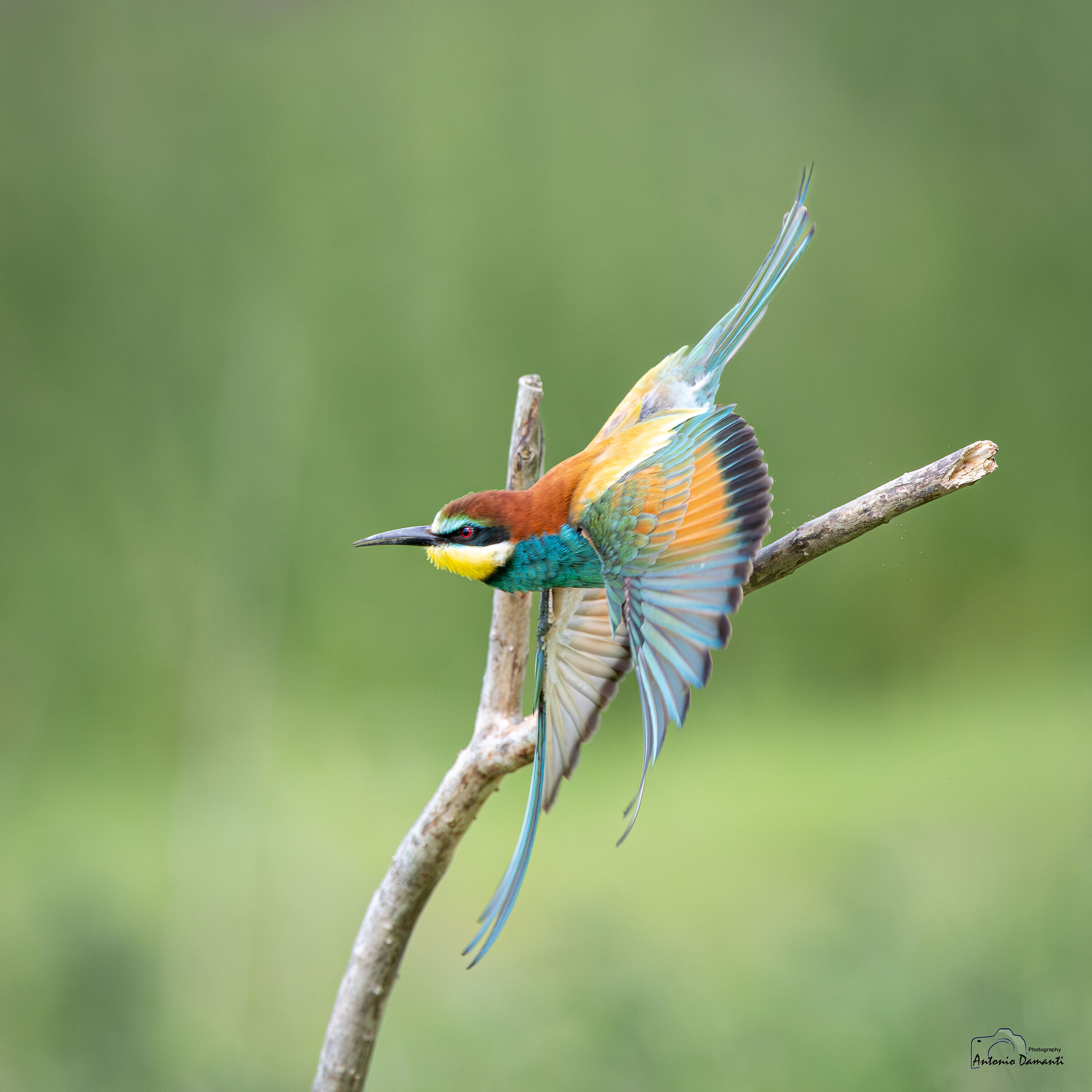 Bee-eater - The start